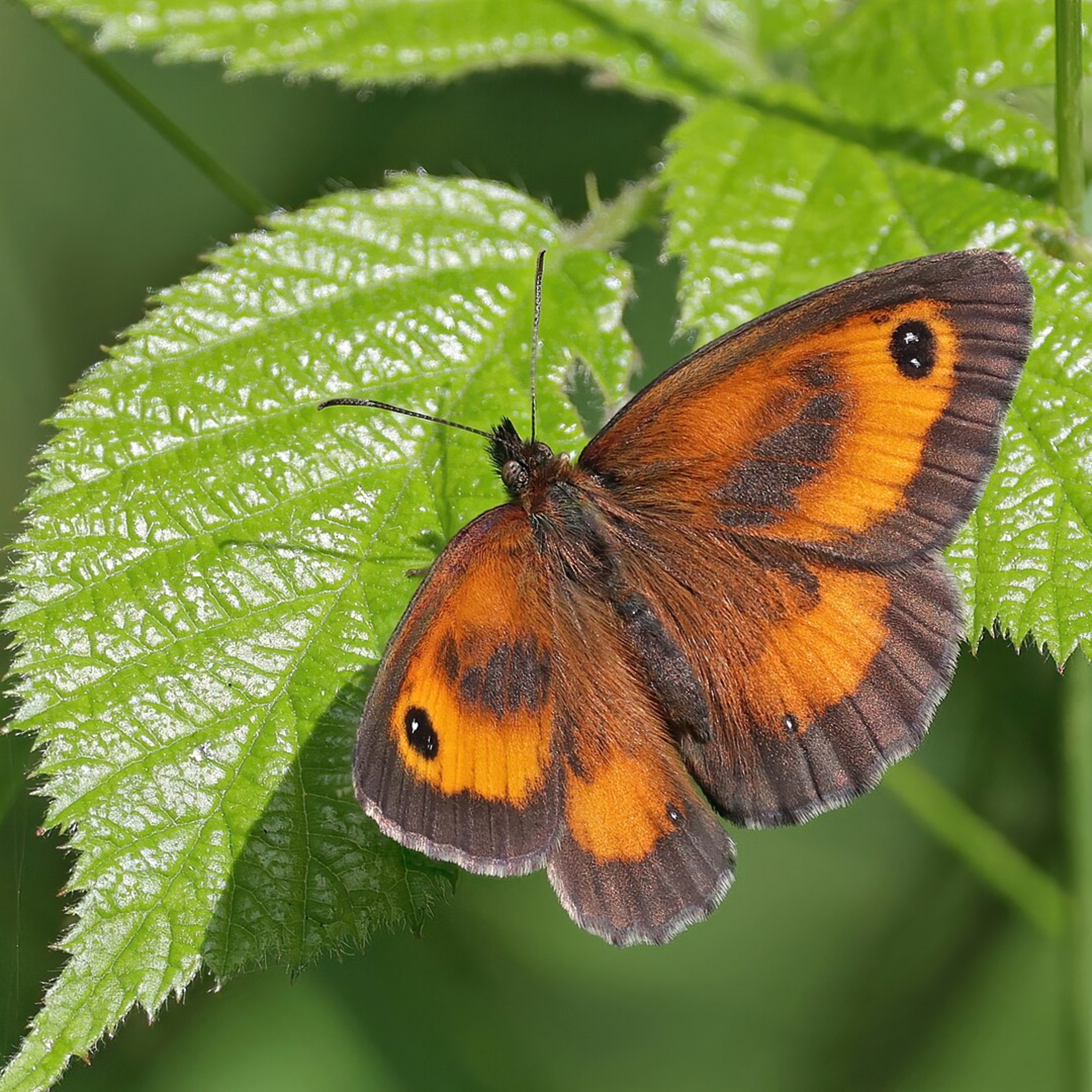 The Gatekeeper's Gaze: Survival in the Spotlight