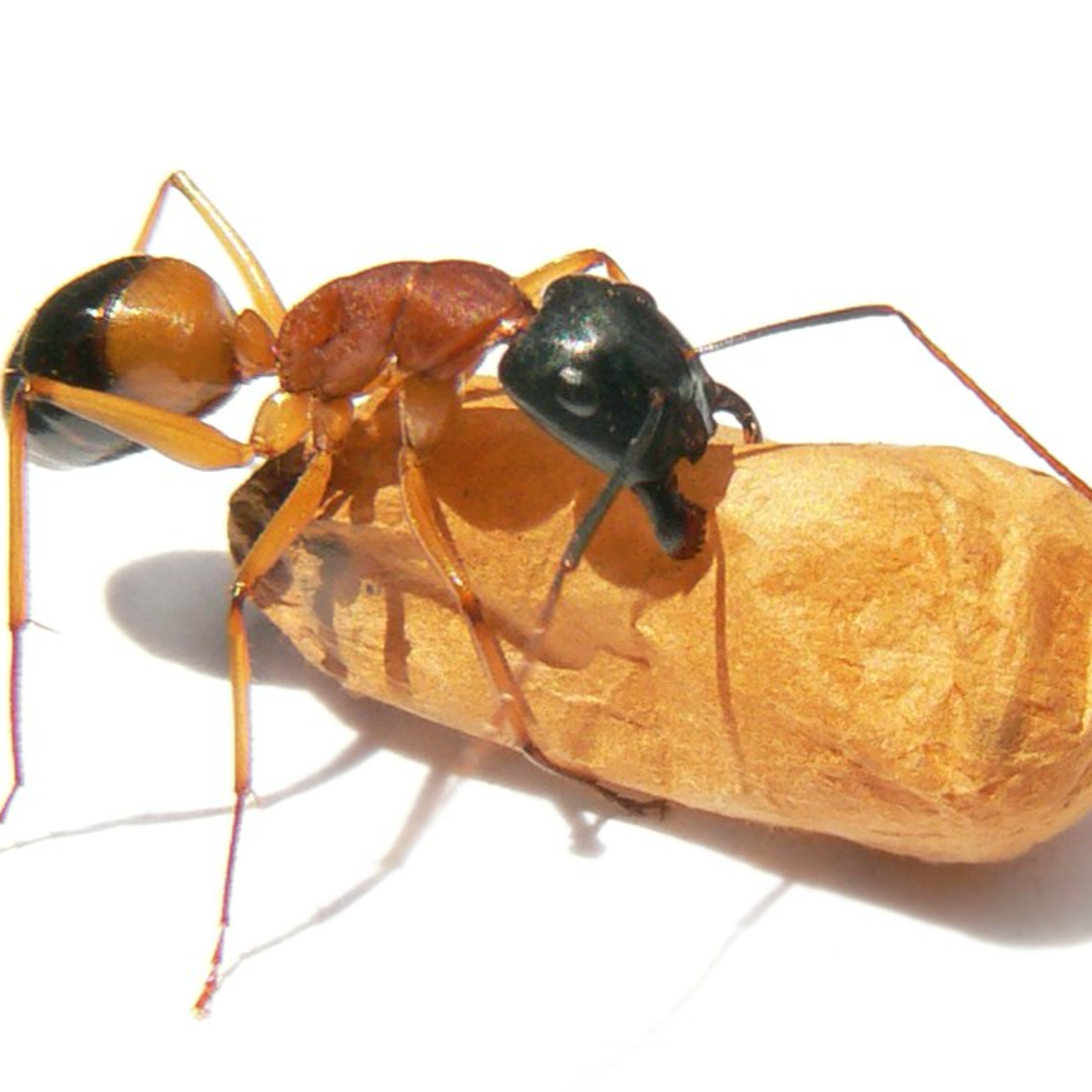 Sugar, Spice, and a Spritz of Acid: Unmasking the Banded Sugar Ant