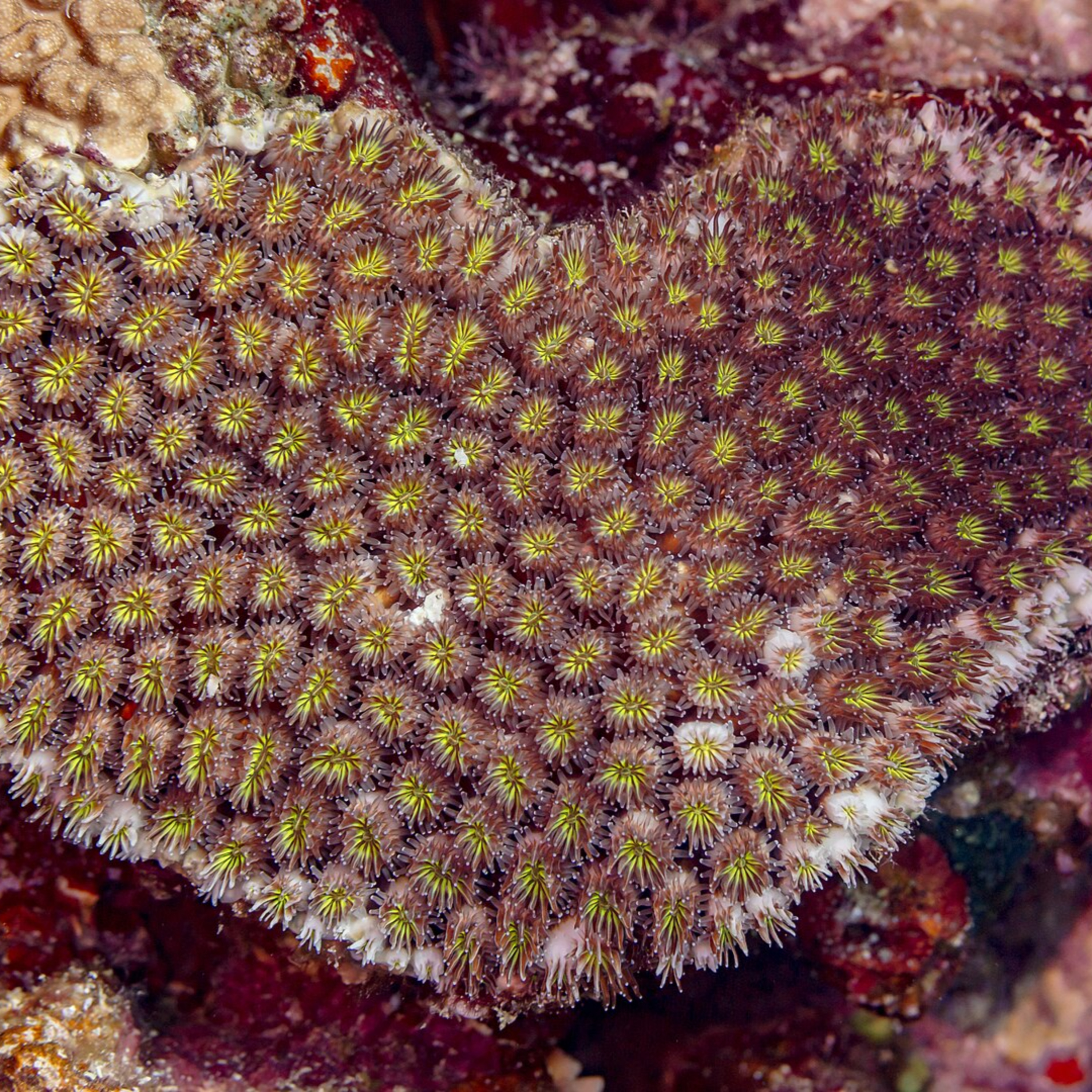 Octopus of the Reef: Unmasking the Galaxy Coral