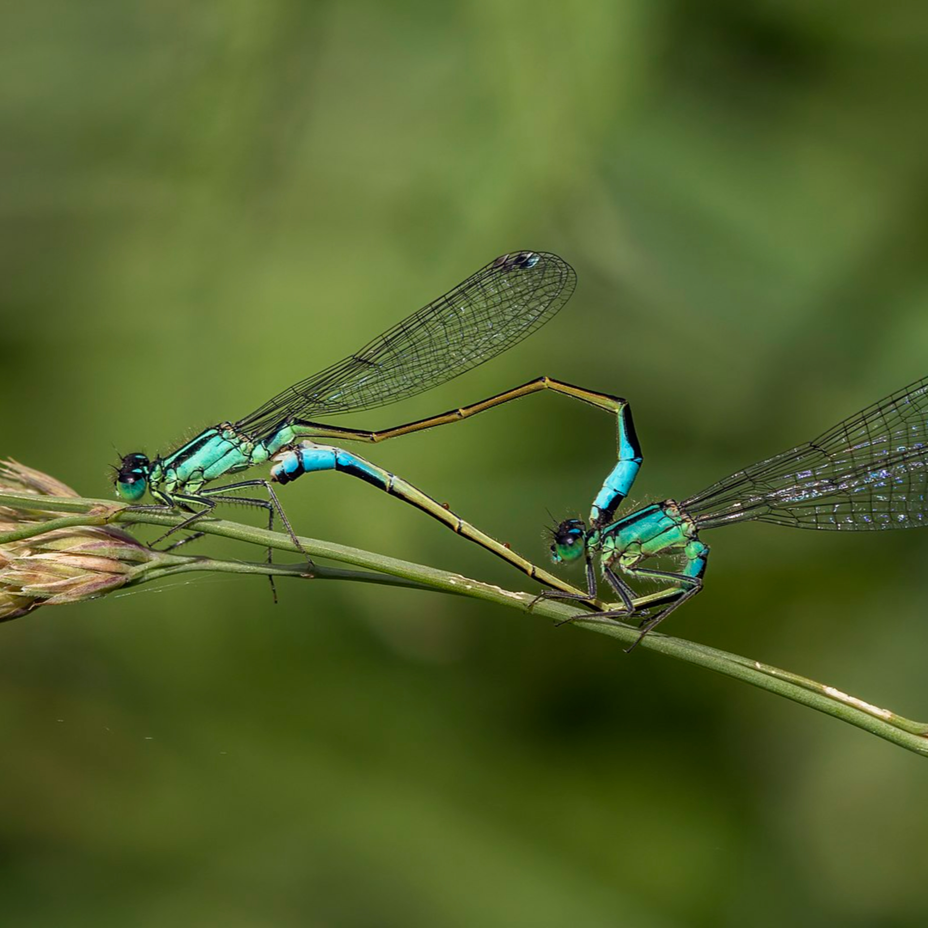 Blue Flash of Passion: The High-Stakes World of the Blue-Tailed Damselfly