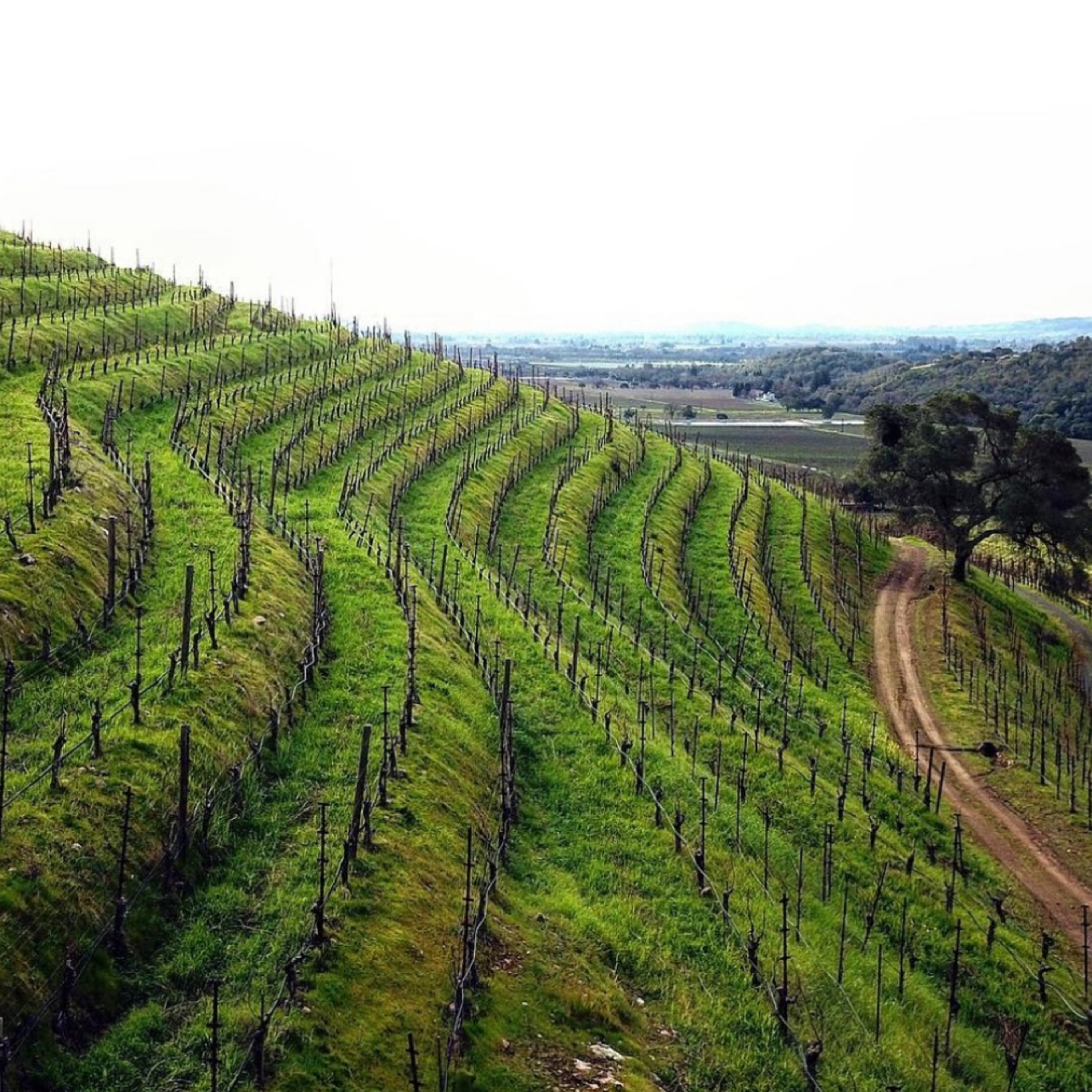The History of Winemaking in Mallorca episode artwork