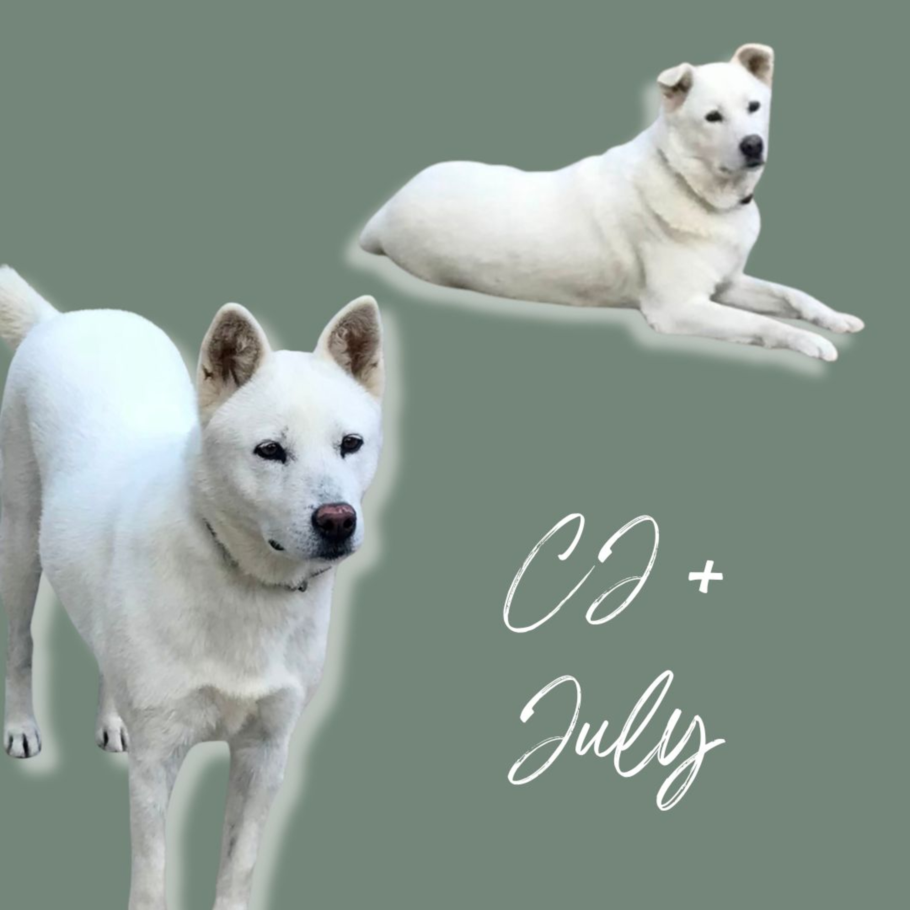 Inner Wild with Shay