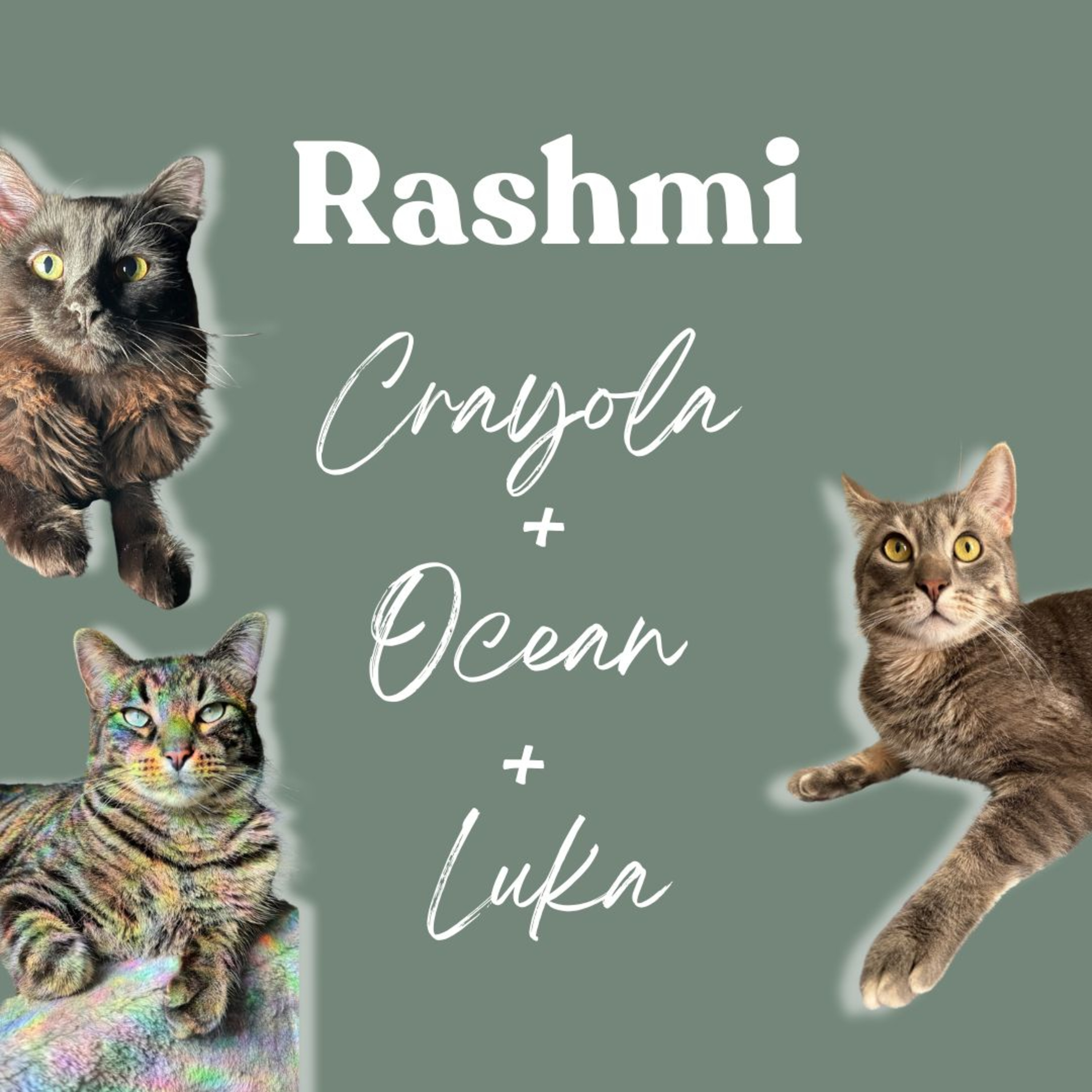 Inner Wild with Shay