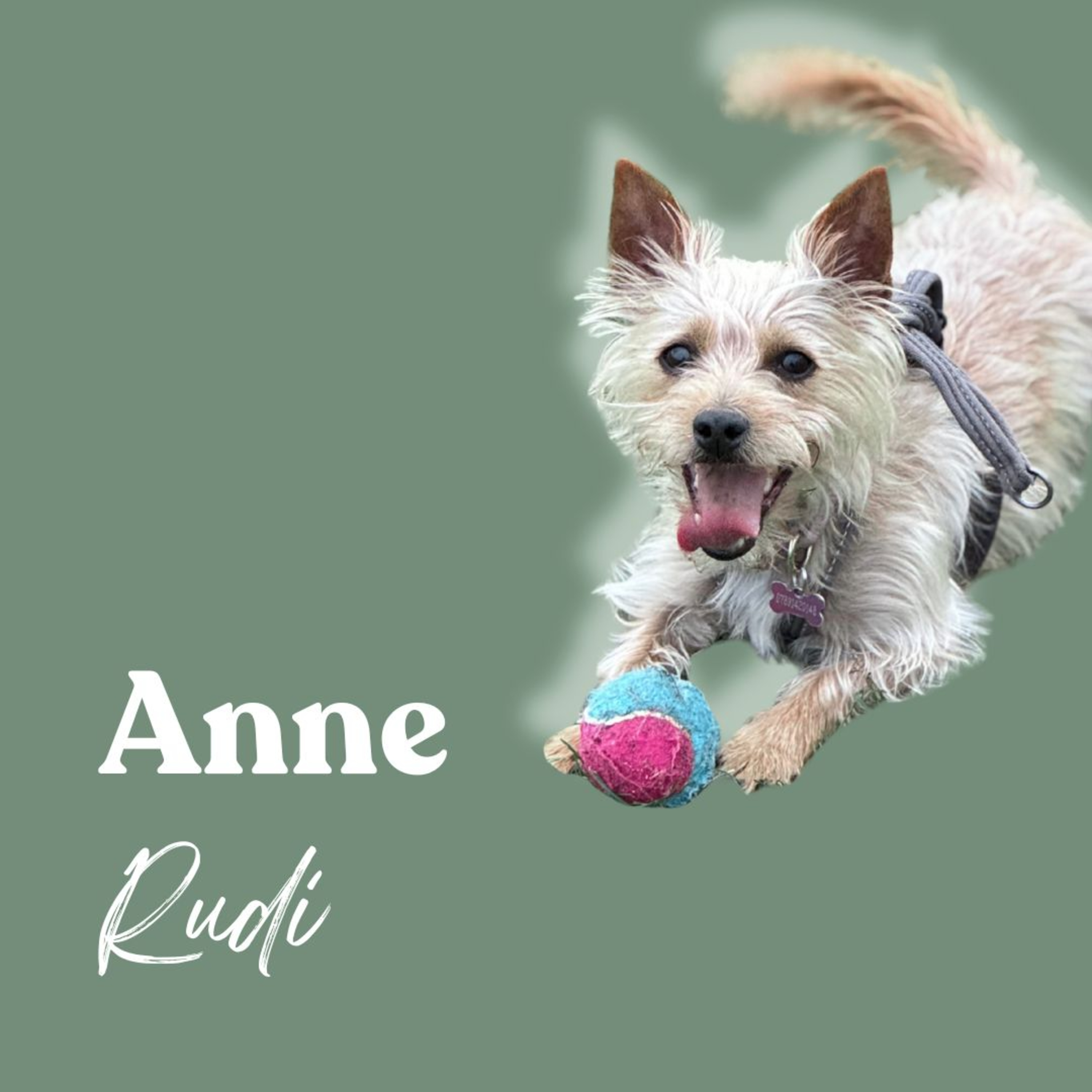 Inner Wild with Shay