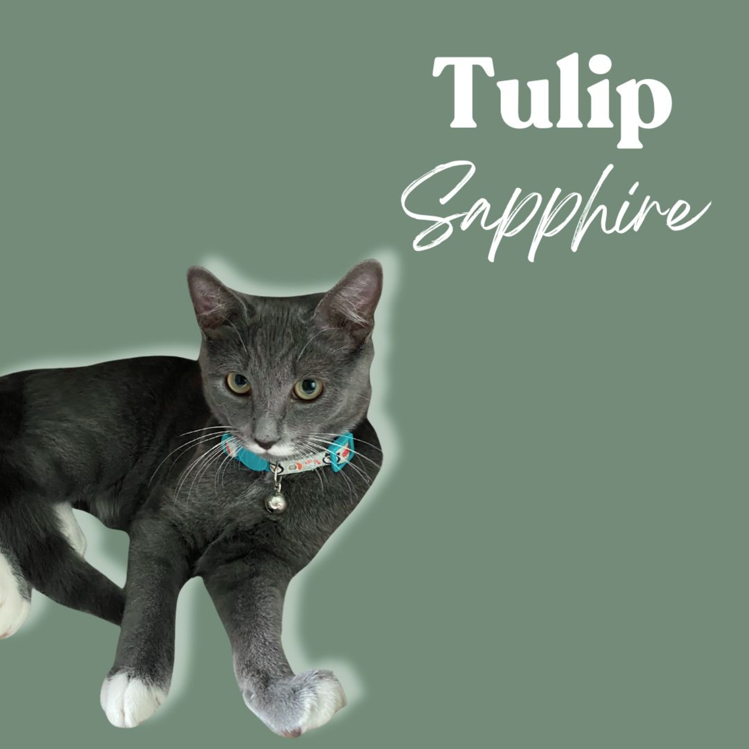 Inner Wild with Shay