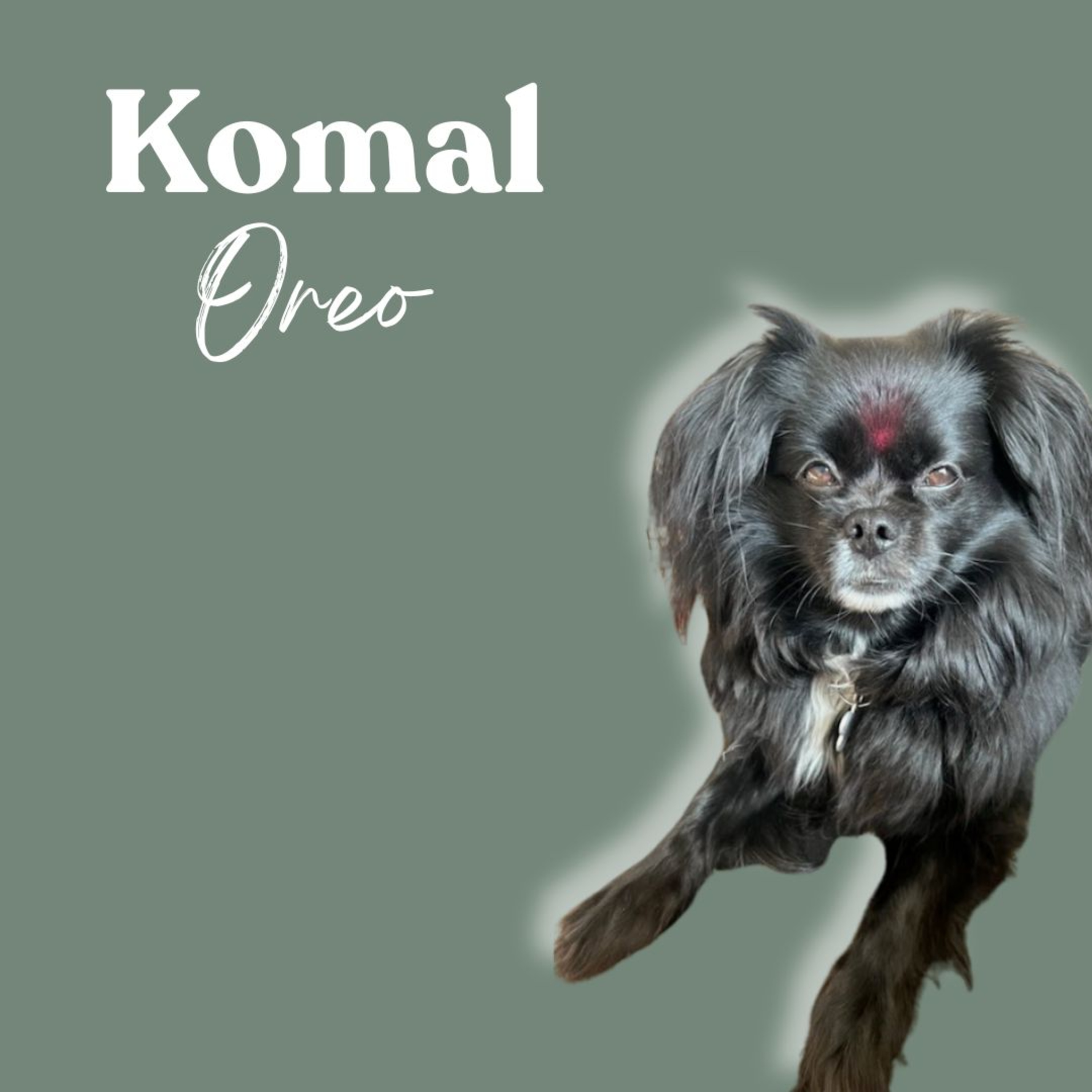 Inner Wild with Shay