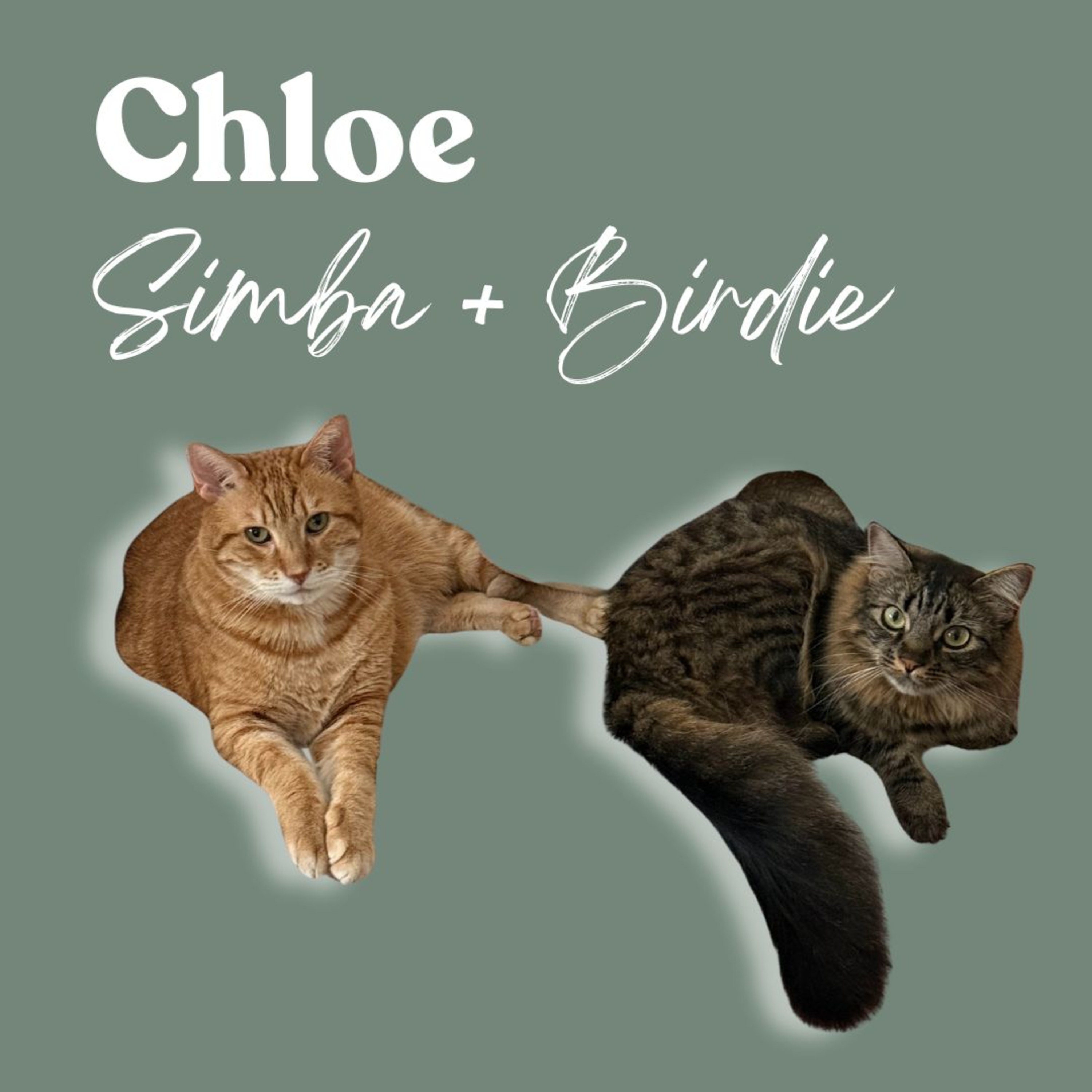 The Princess & The Health Detective: A Story of Two Soul Cats