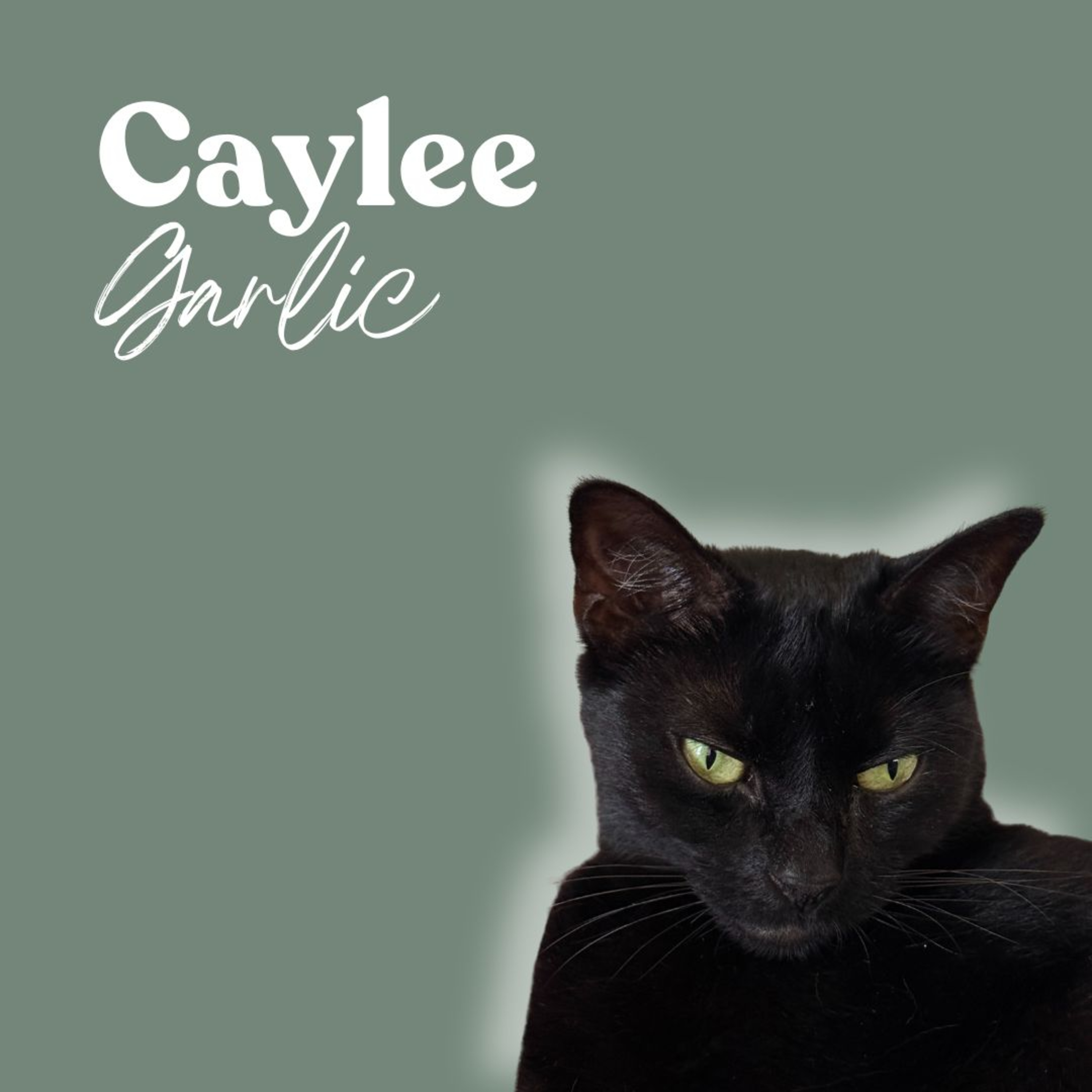 Inner Wild with Shay