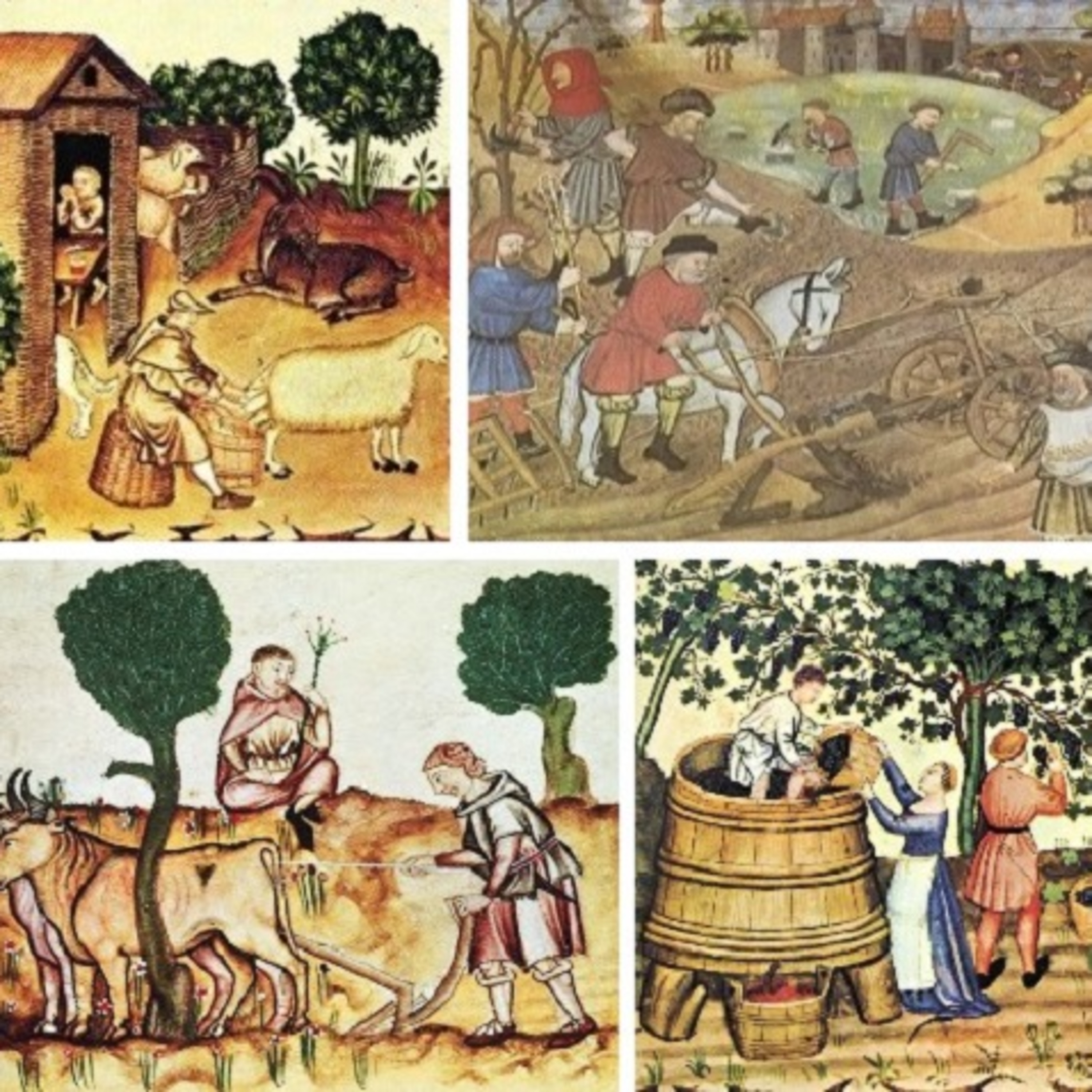 Episodio 29. La repoblación y la organización del territorio.  episode artwork
