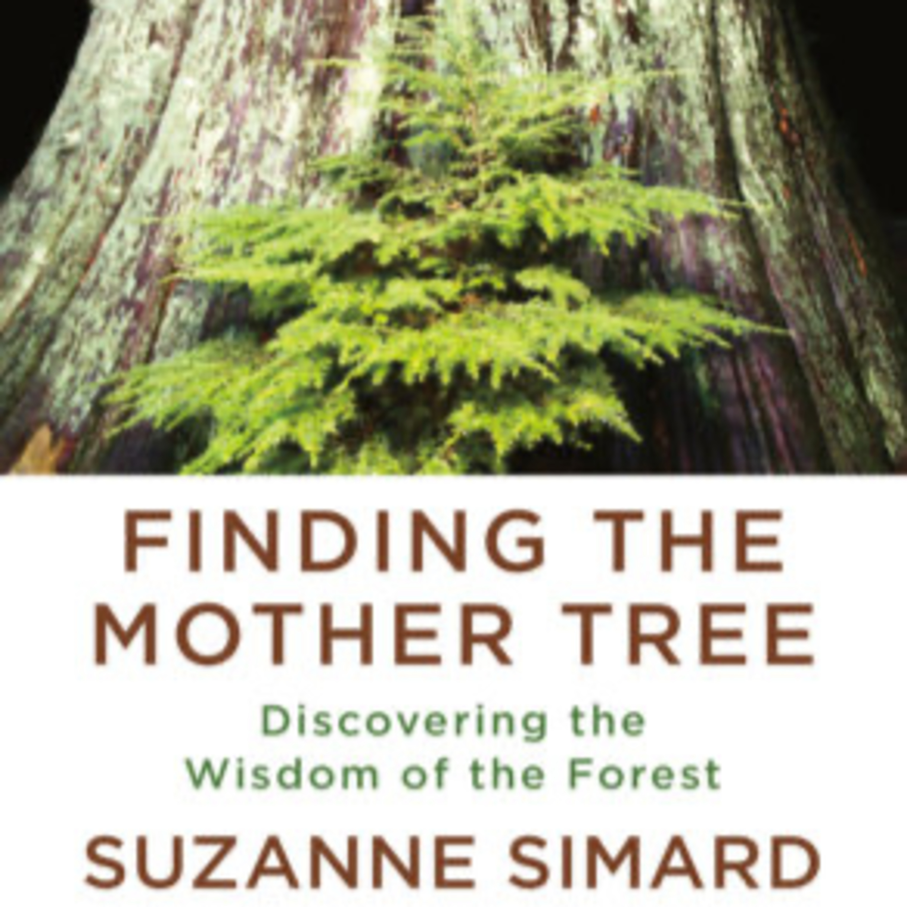 Finding the Mother Tree by Suzanne Simard – Tree Passages
