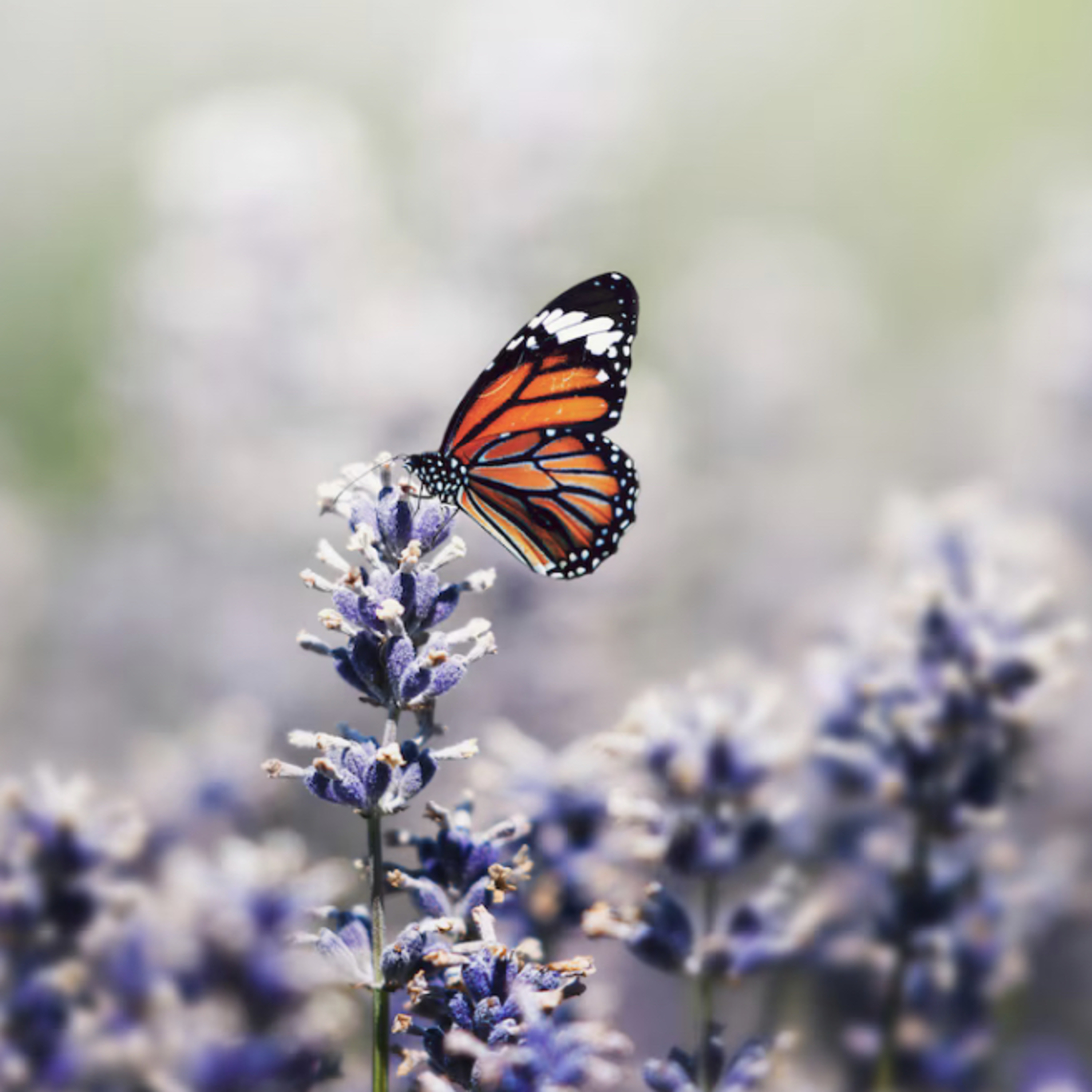 Meditación Hipnosis