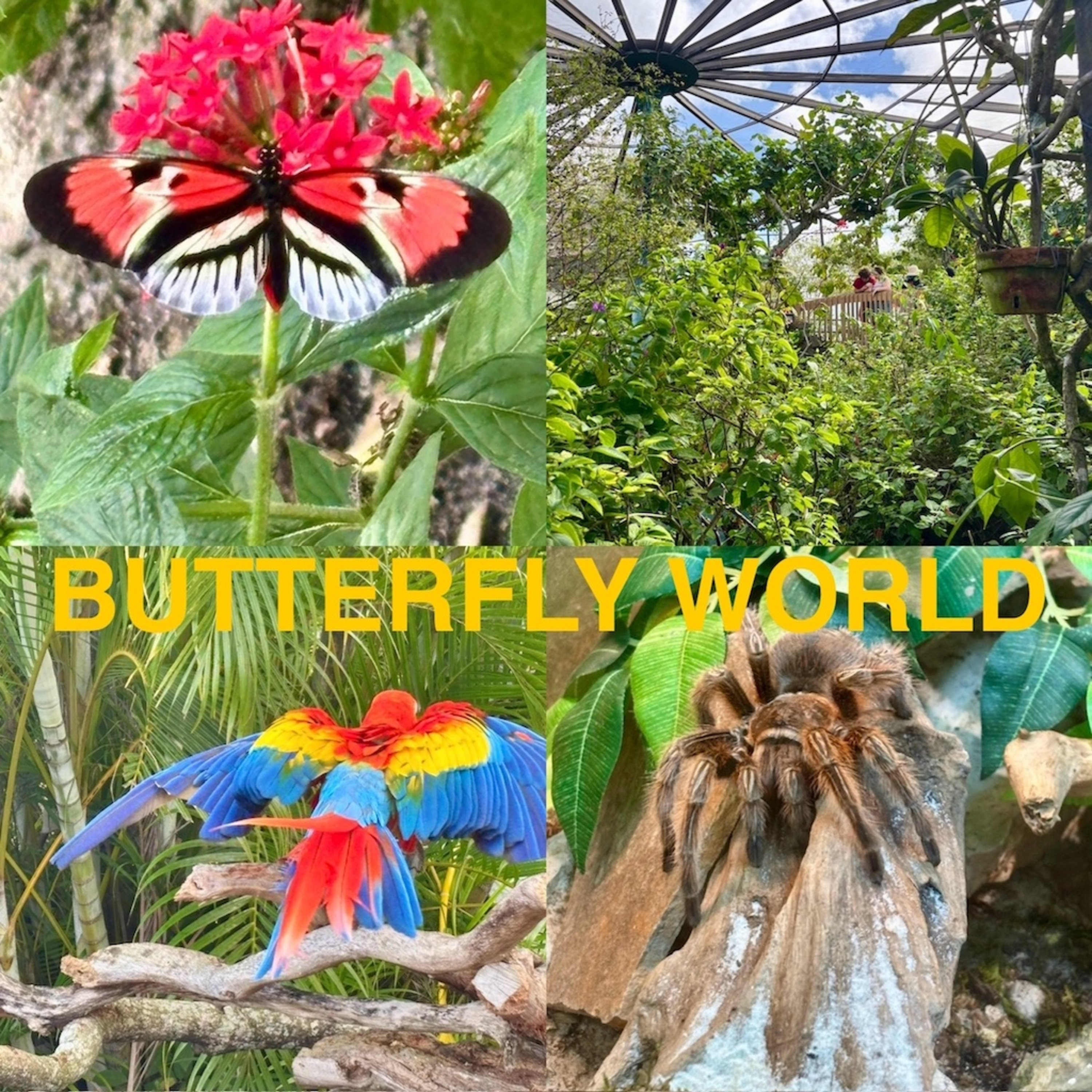 Florida Fascinations