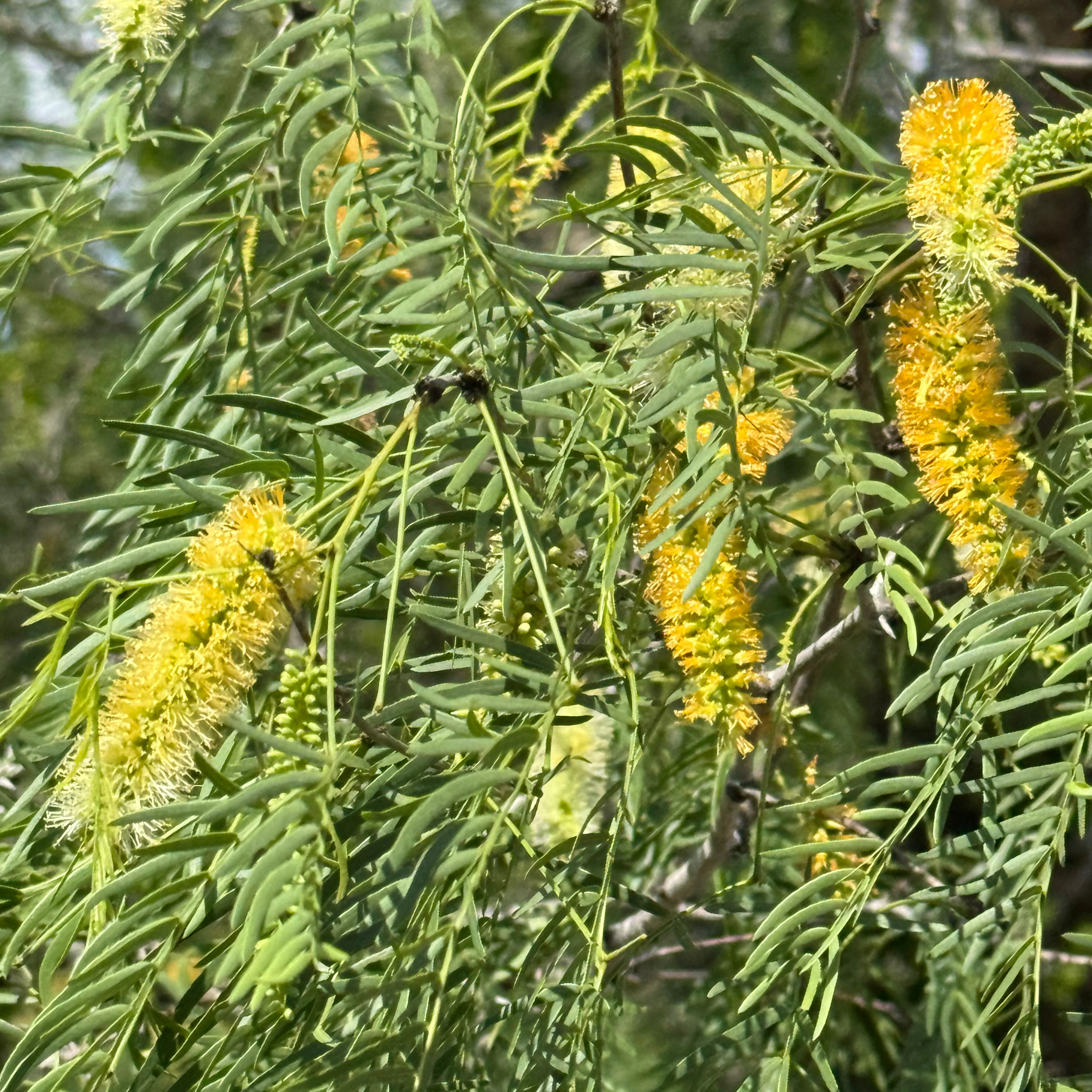 Mesquite in Bloom: A South Texas Rancher’s Sign of Hope and Harvest episode artwork