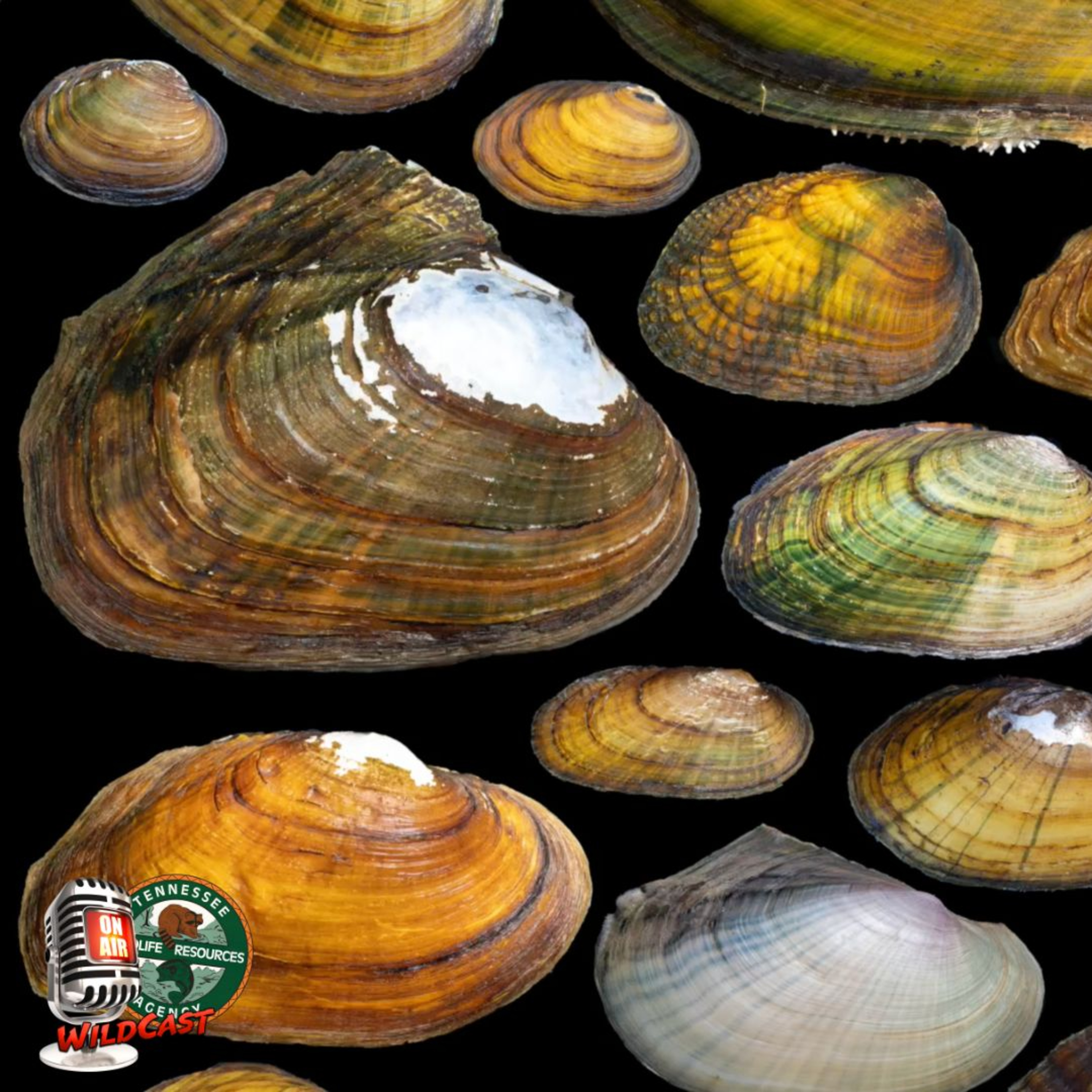 #451 - Bats & Mussels to Caves & Rivers: Tennessee’s Wildlife Action Plan Is A Game-Changer!