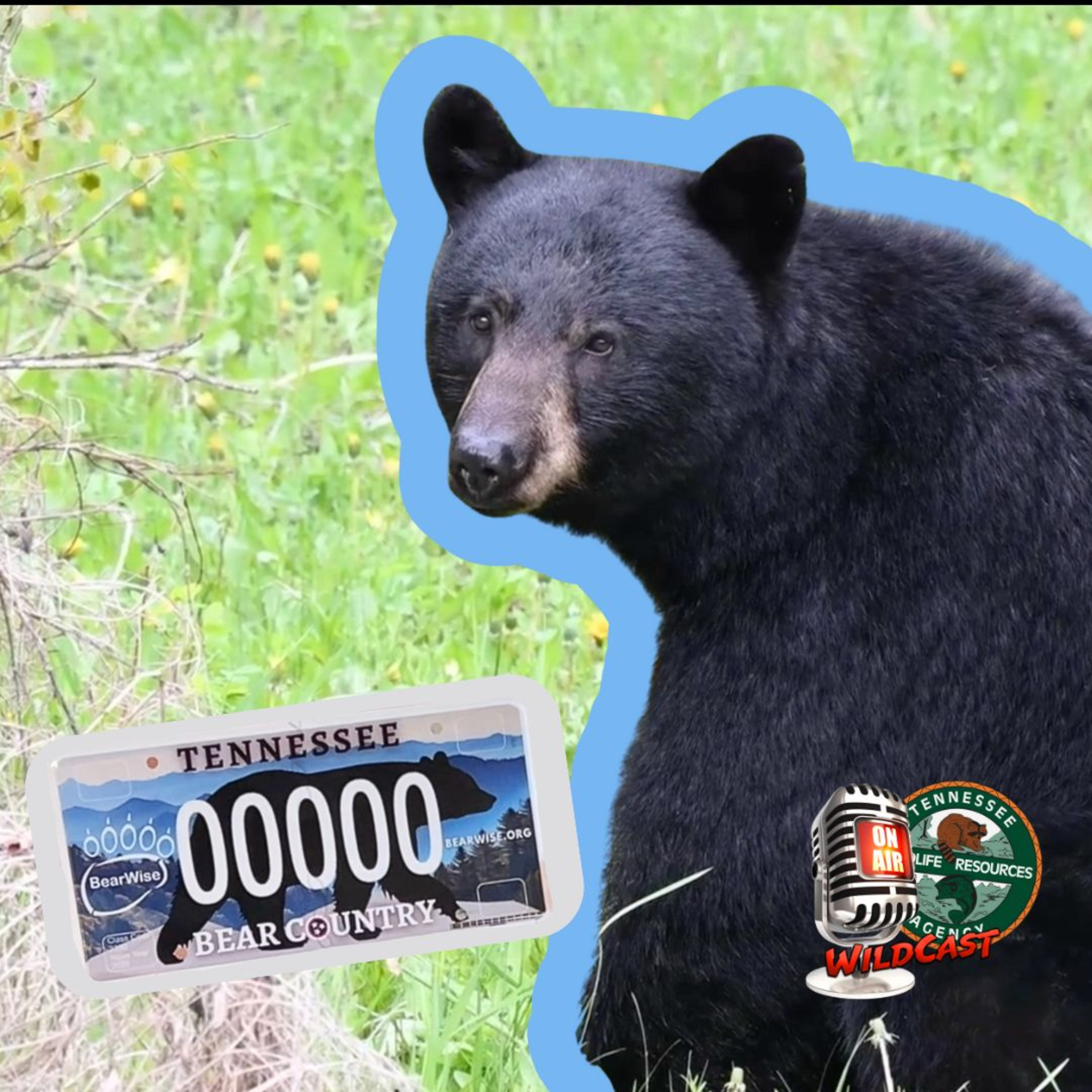 #460 Tennessee Is Bear Country: Understanding Human-Bear Conflict