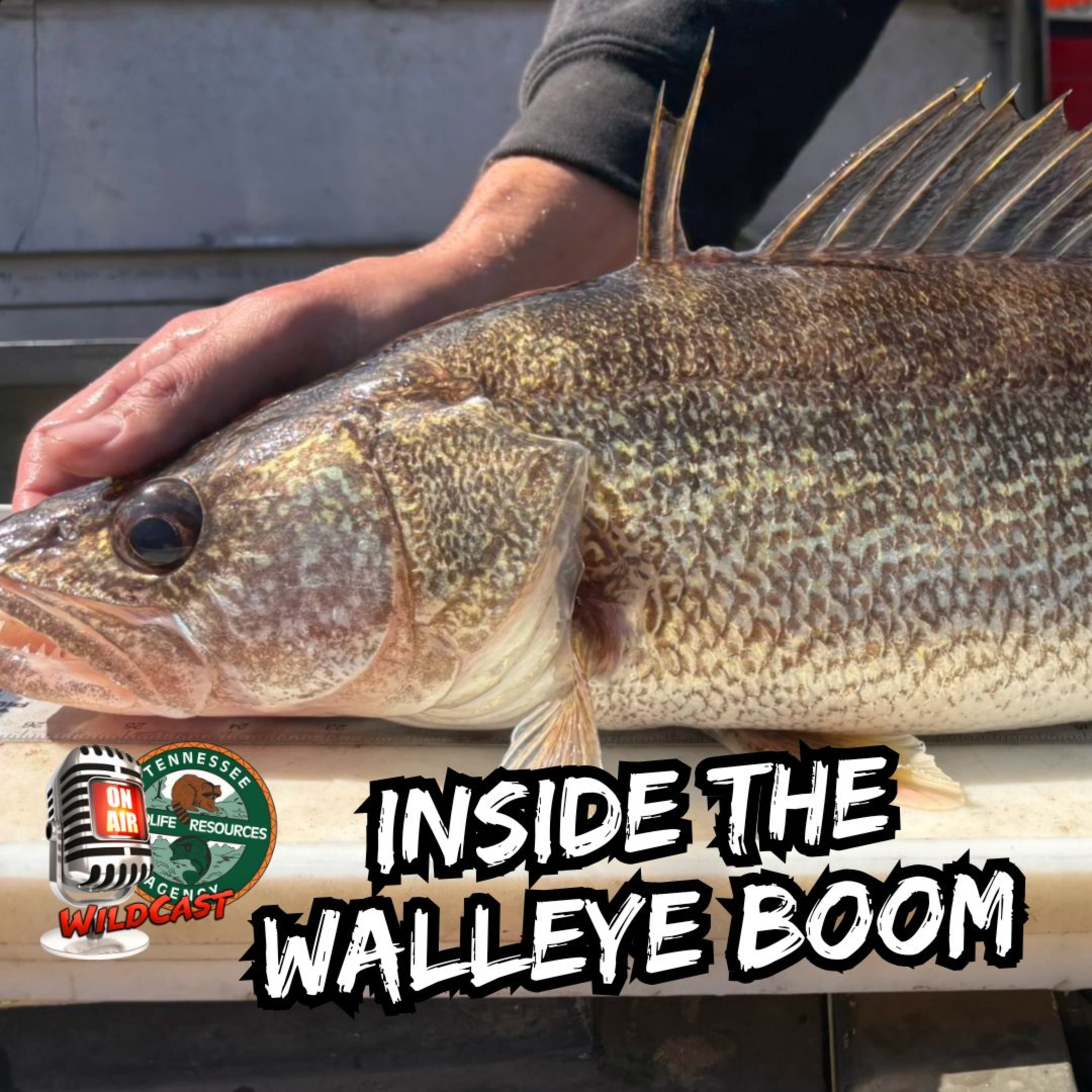#464 Inside the Walleye Boom: Fast Growth, Big Bites & Hatchery Heroes