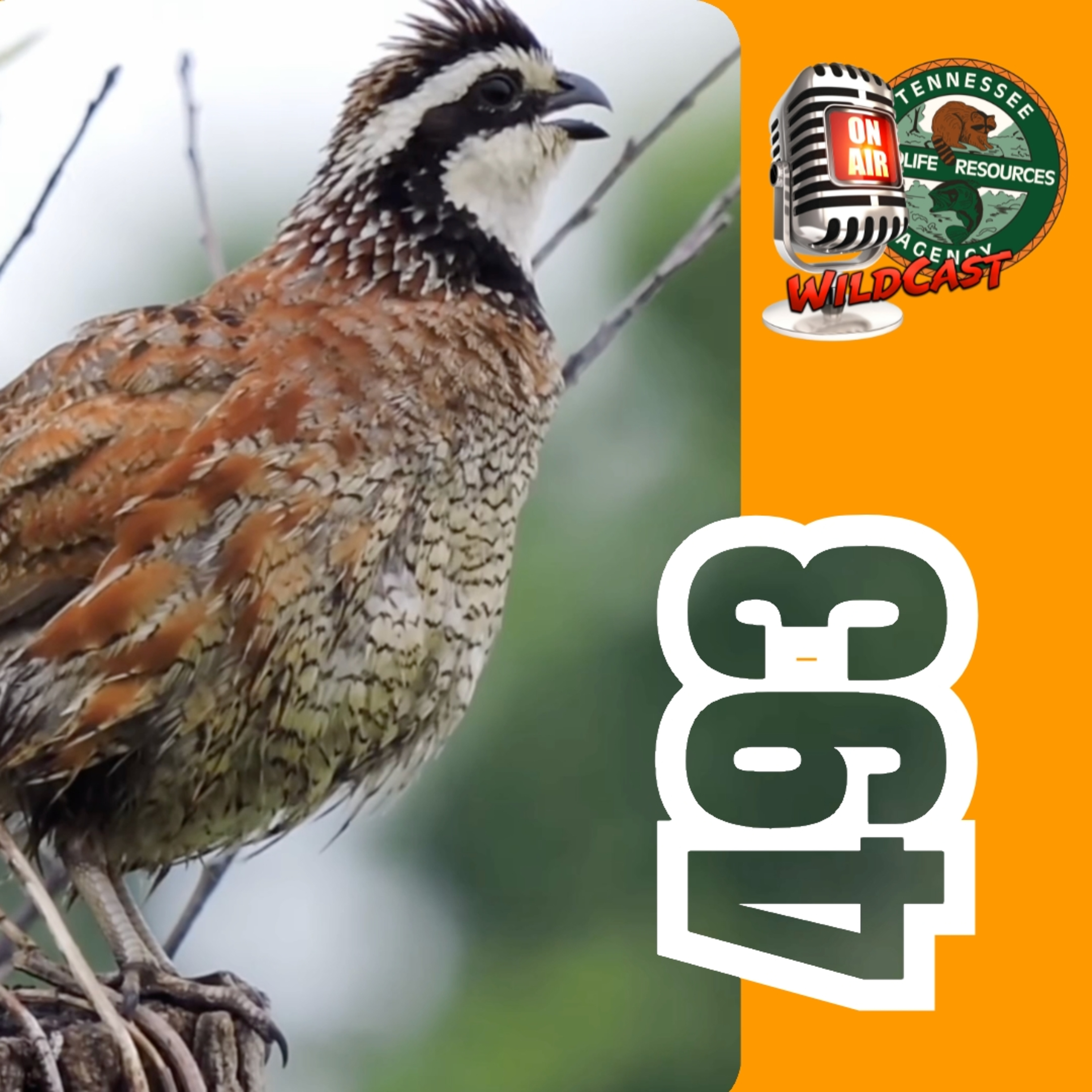 #493 The Path to Wild Quail: Inside the Ames–Tall Timbers Partnership episode artwork