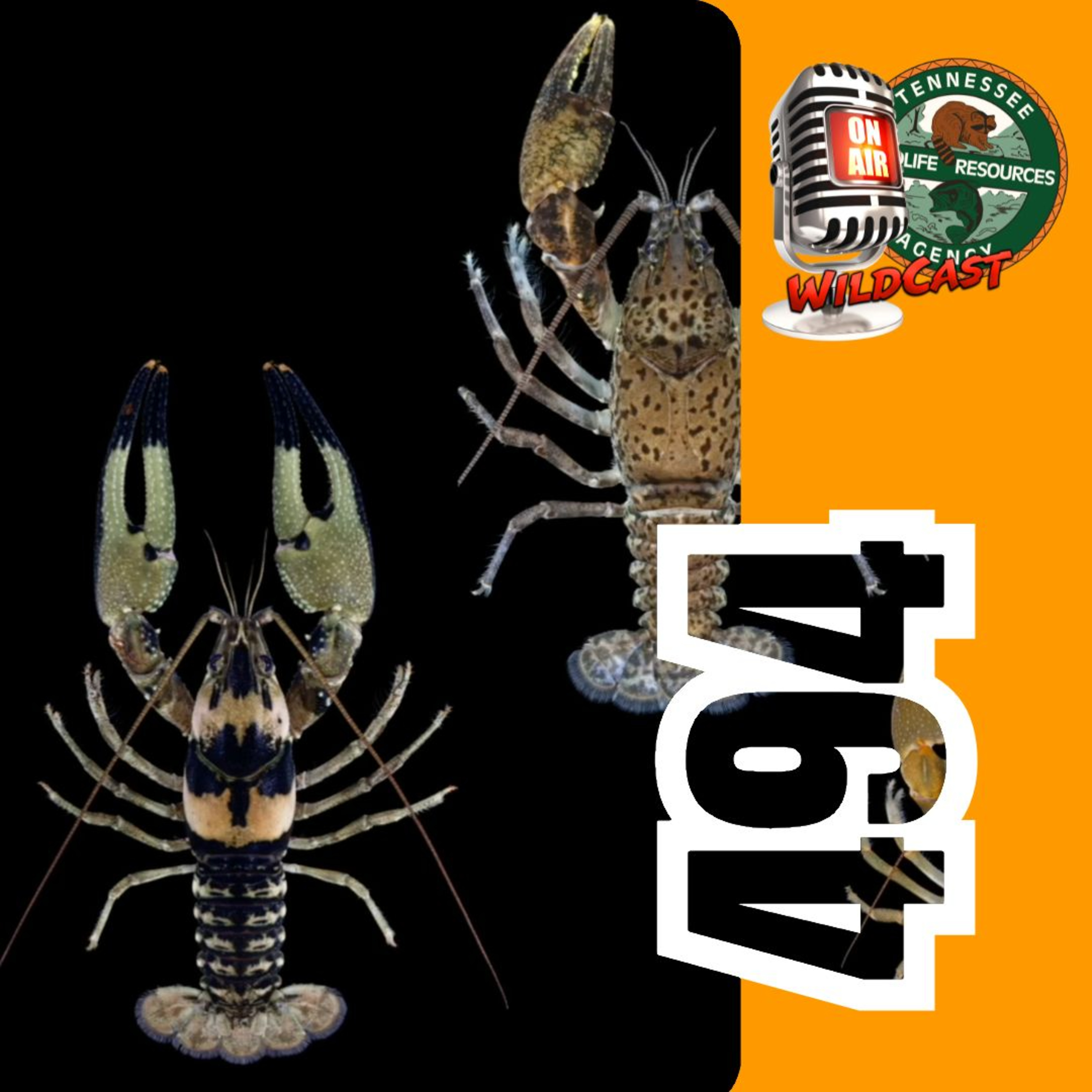 #494 Celebrating Wins In Conservation: Biodiversity Summit 2026 episode artwork