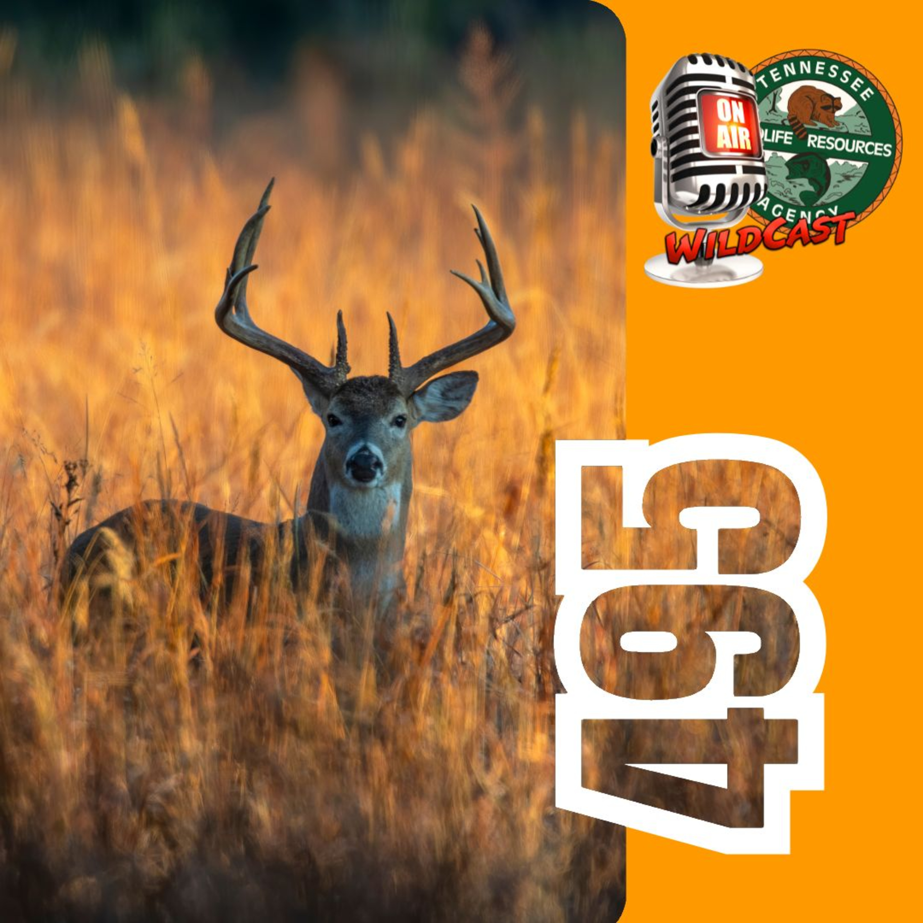 #495 Straight‑Wall, Bait Permits & More: Your Guide to This Year’s Big Changes episode artwork
