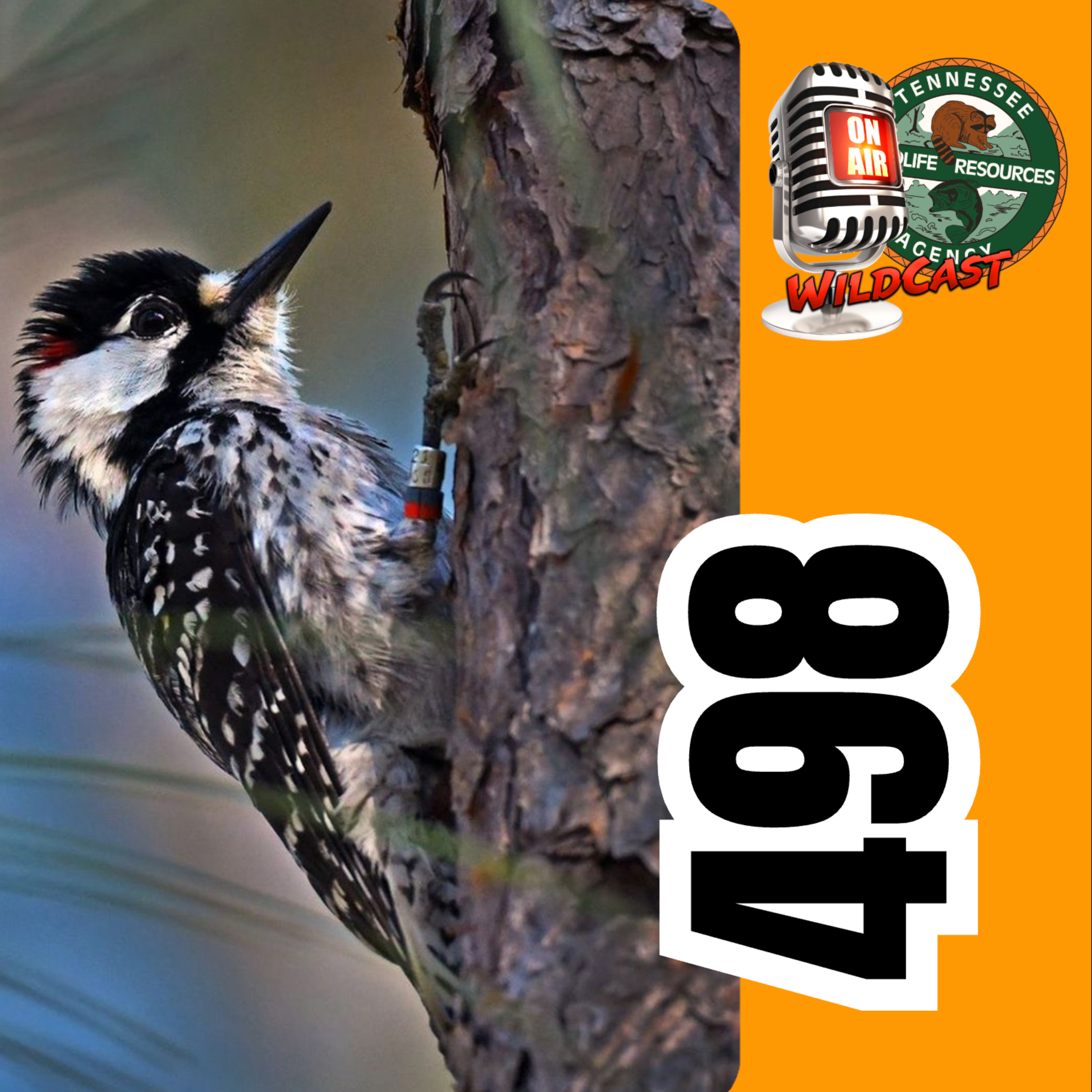 #498 The Woodpecker Comeback: Inside the RCW Restoration Story