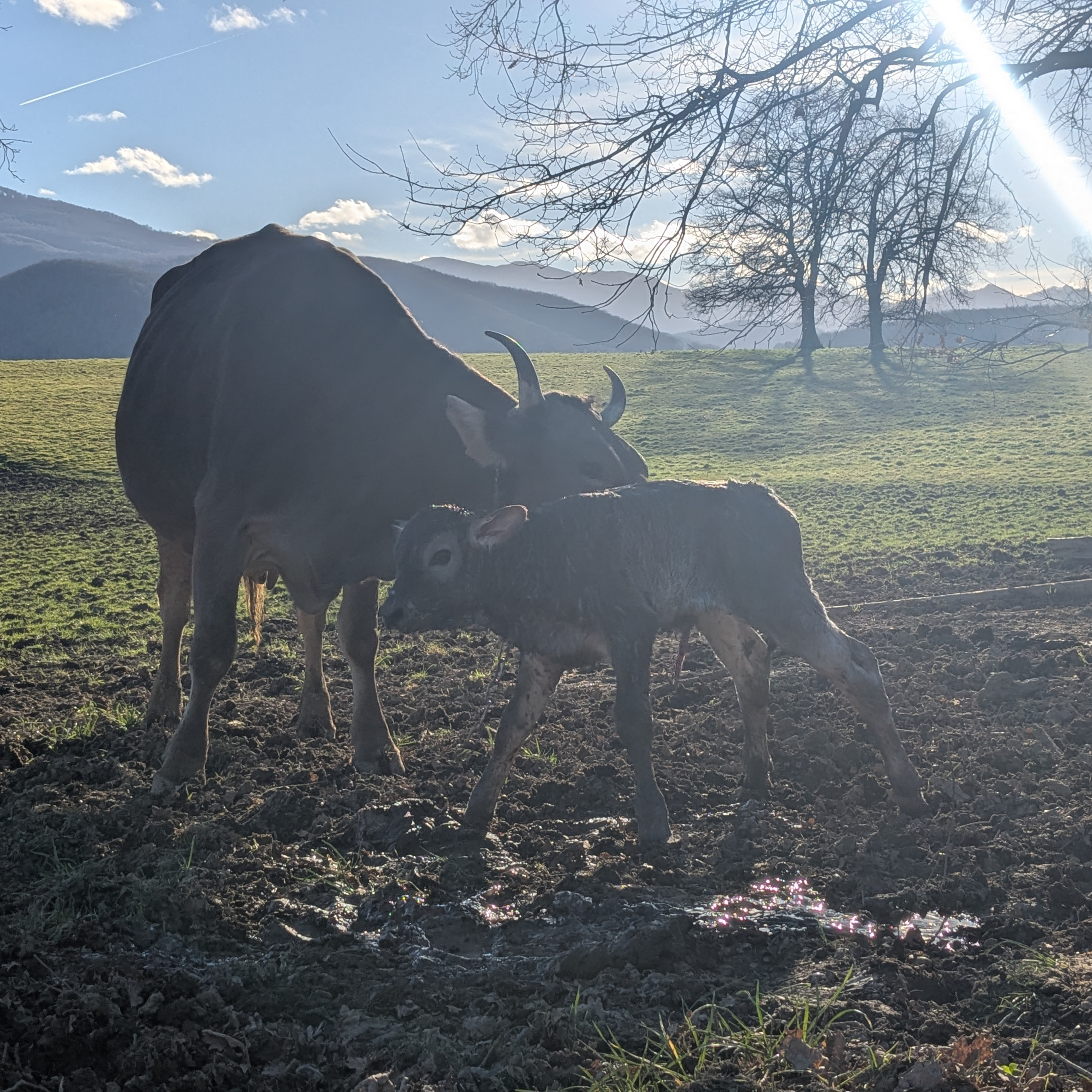 5. [HORS SERIE] Mes vaches, Ces doulas qui m'ont tant appris! episode artwork