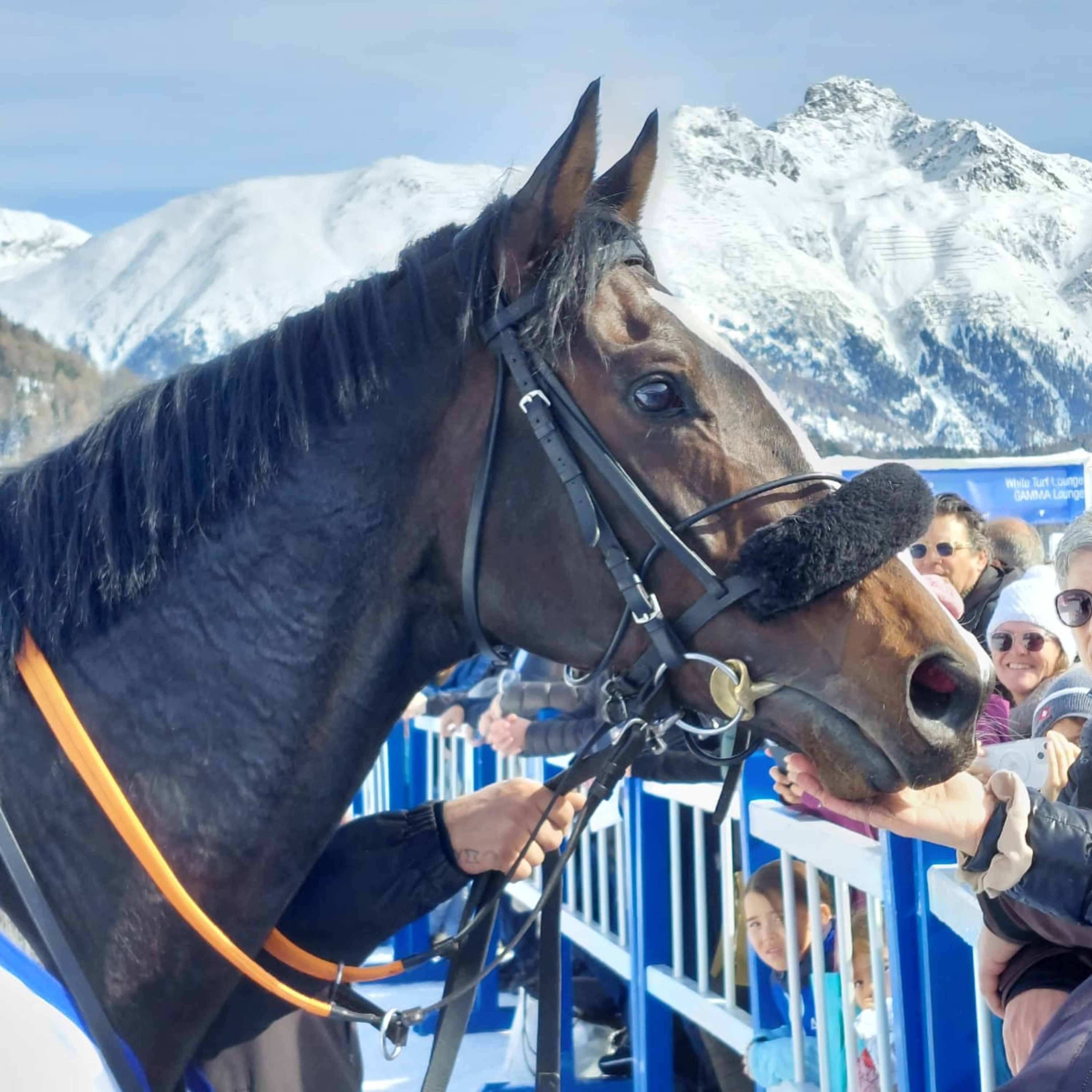 Rennpferde-Trainer Michael Figge