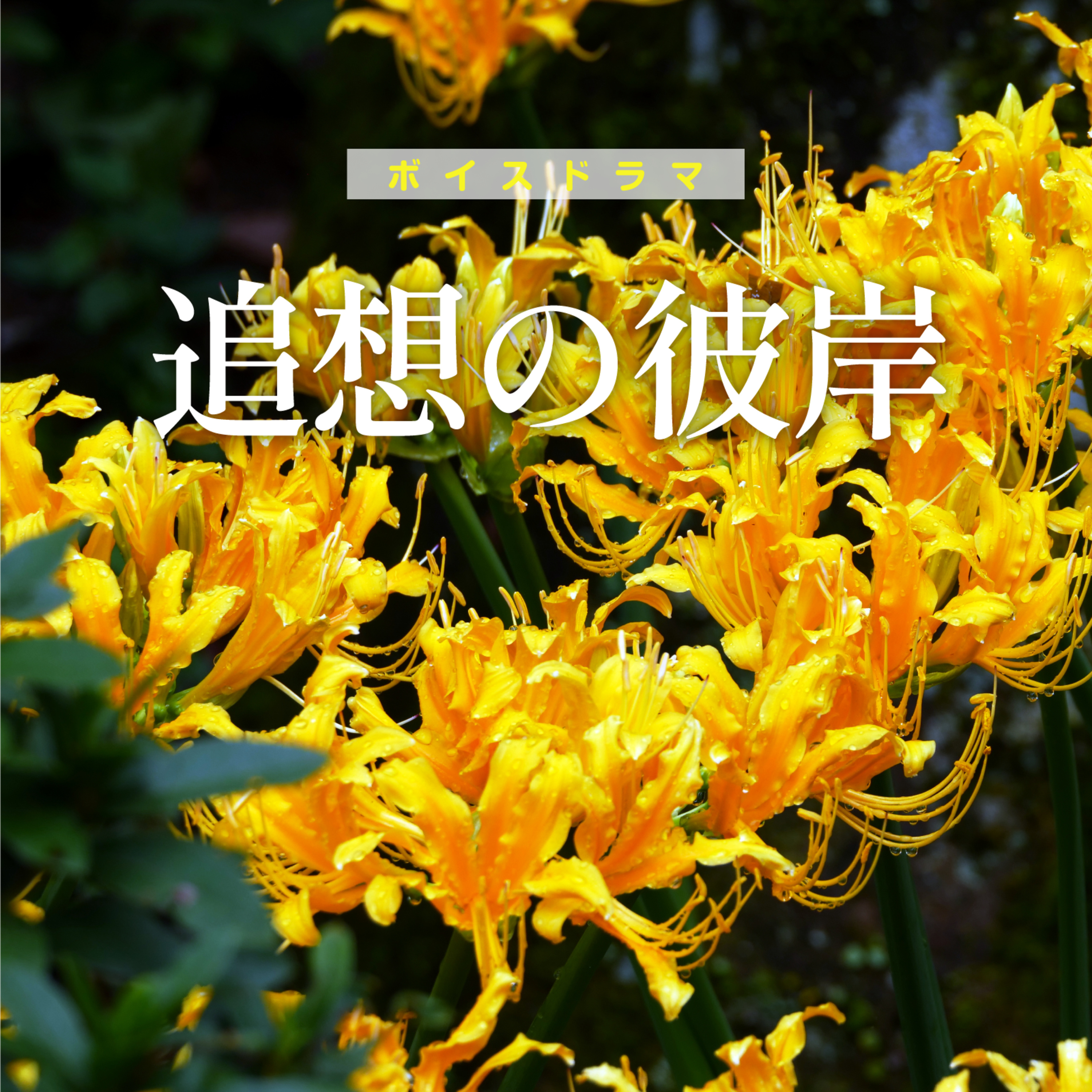 追想の彼岸〜彼岸花とでか落花生 episode artwork