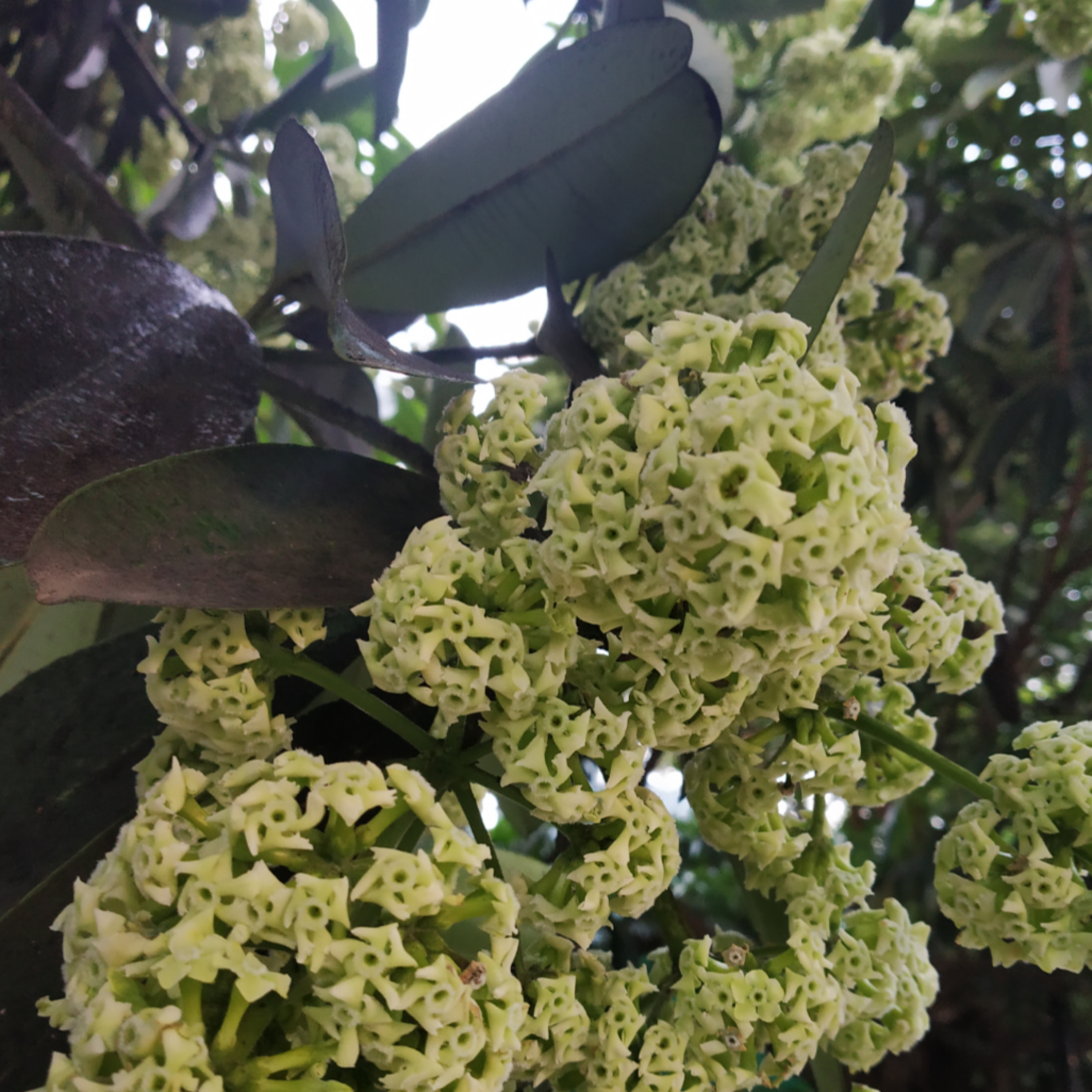 #1 - Blackboard Tree / Alstonia scholaris  episode artwork