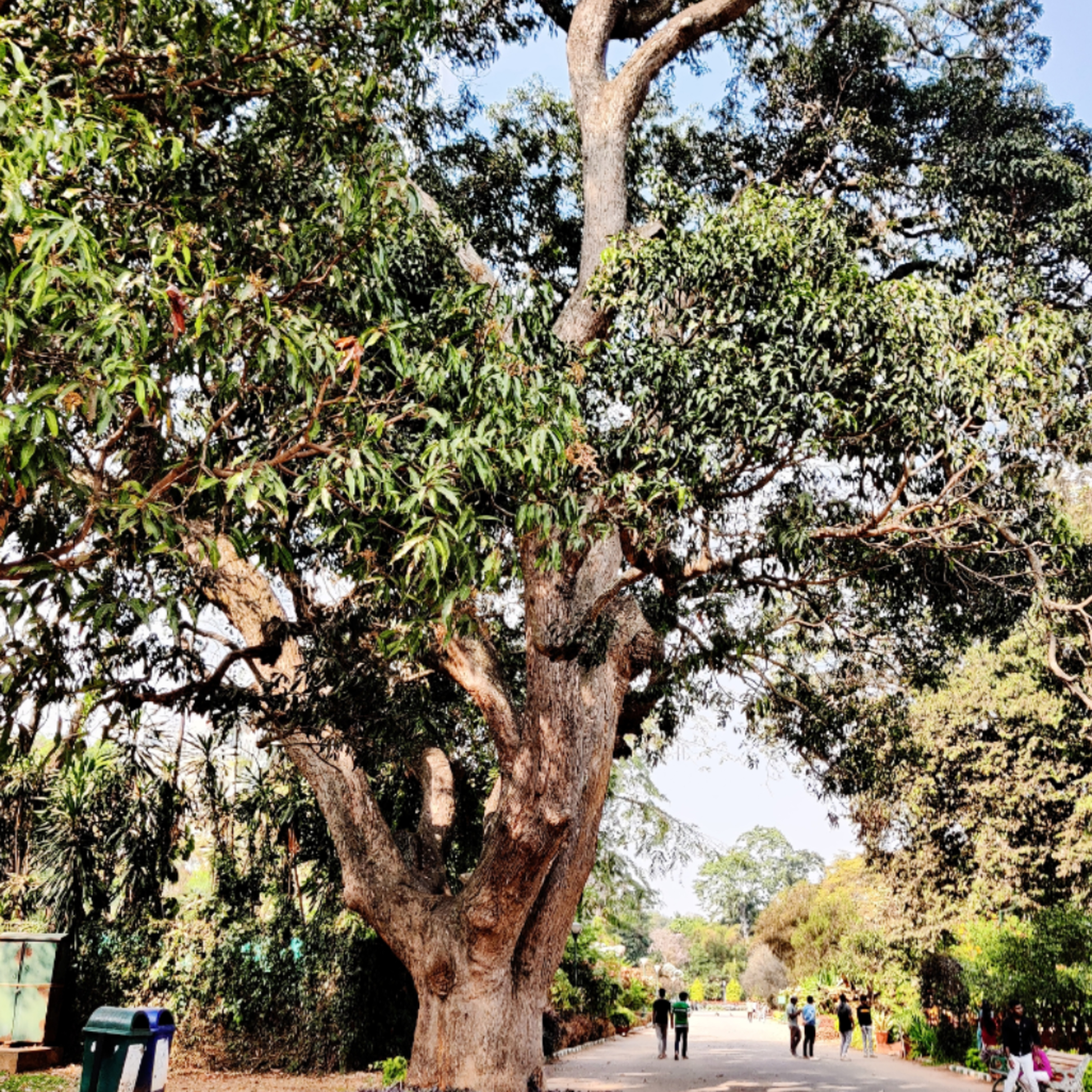 #4 - Mango Tree / Mangifera indica episode artwork
