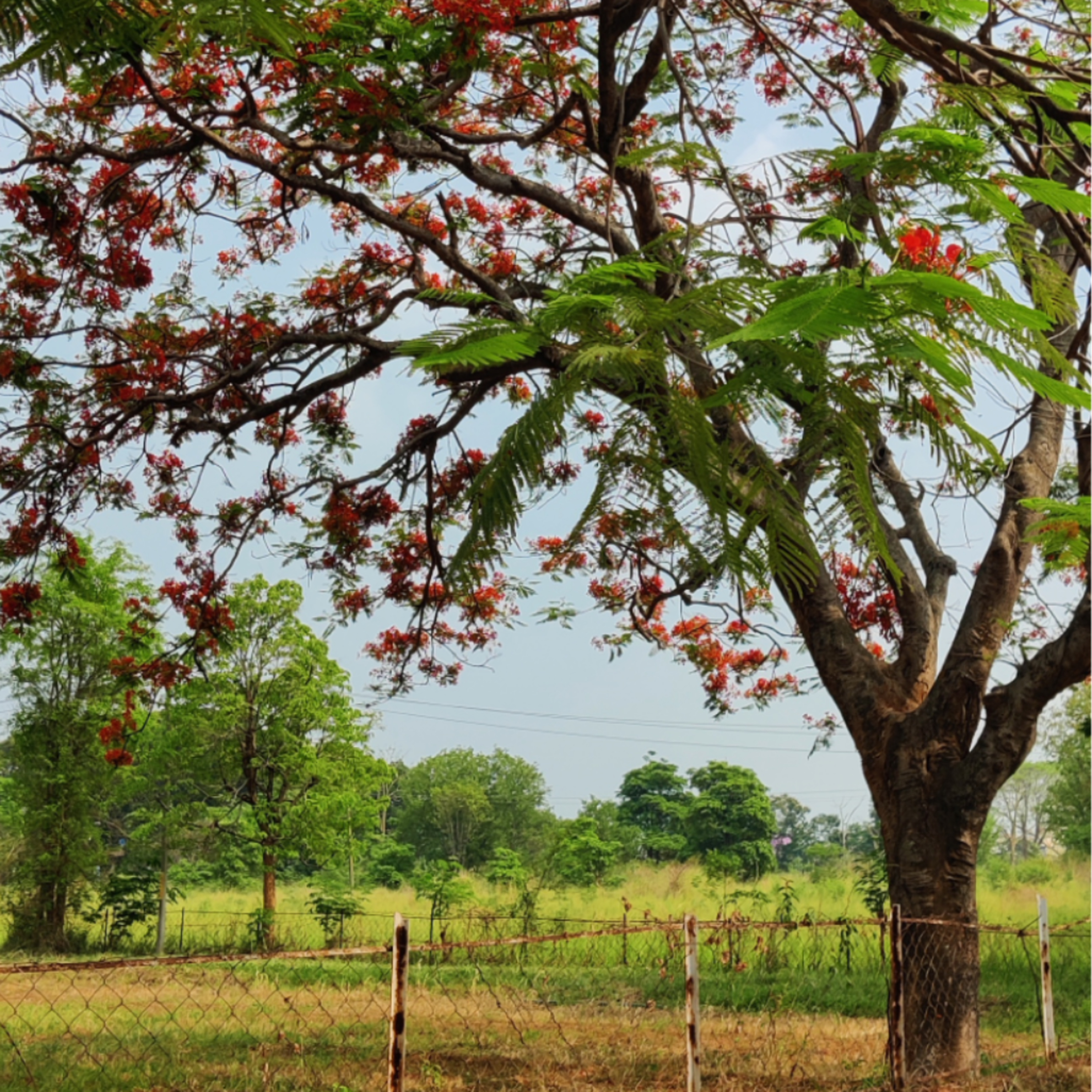 #5 - Gulmohar Tree / Delonix regia  episode artwork