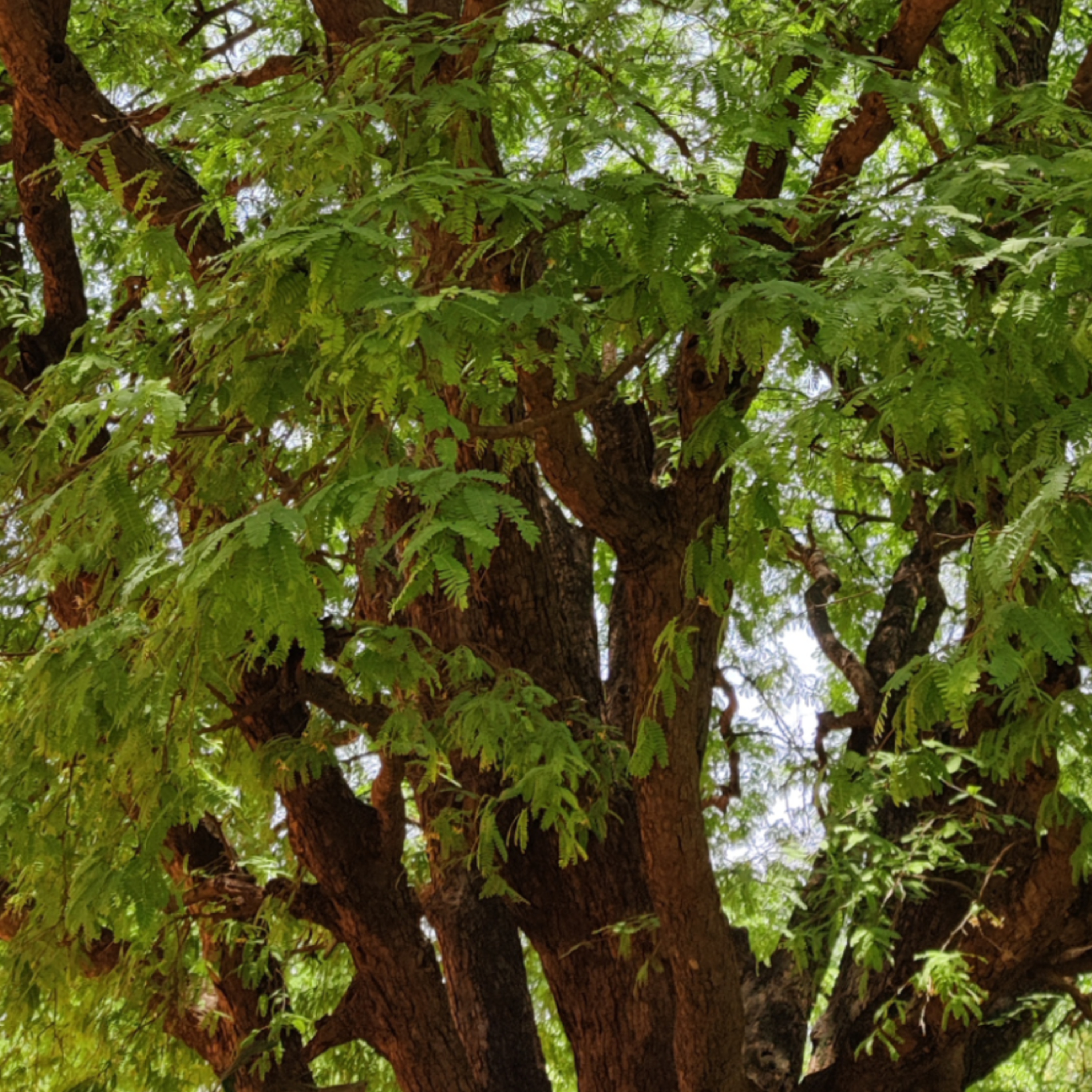 #6 - Tamarind Tree / Tamarindus indica episode artwork
