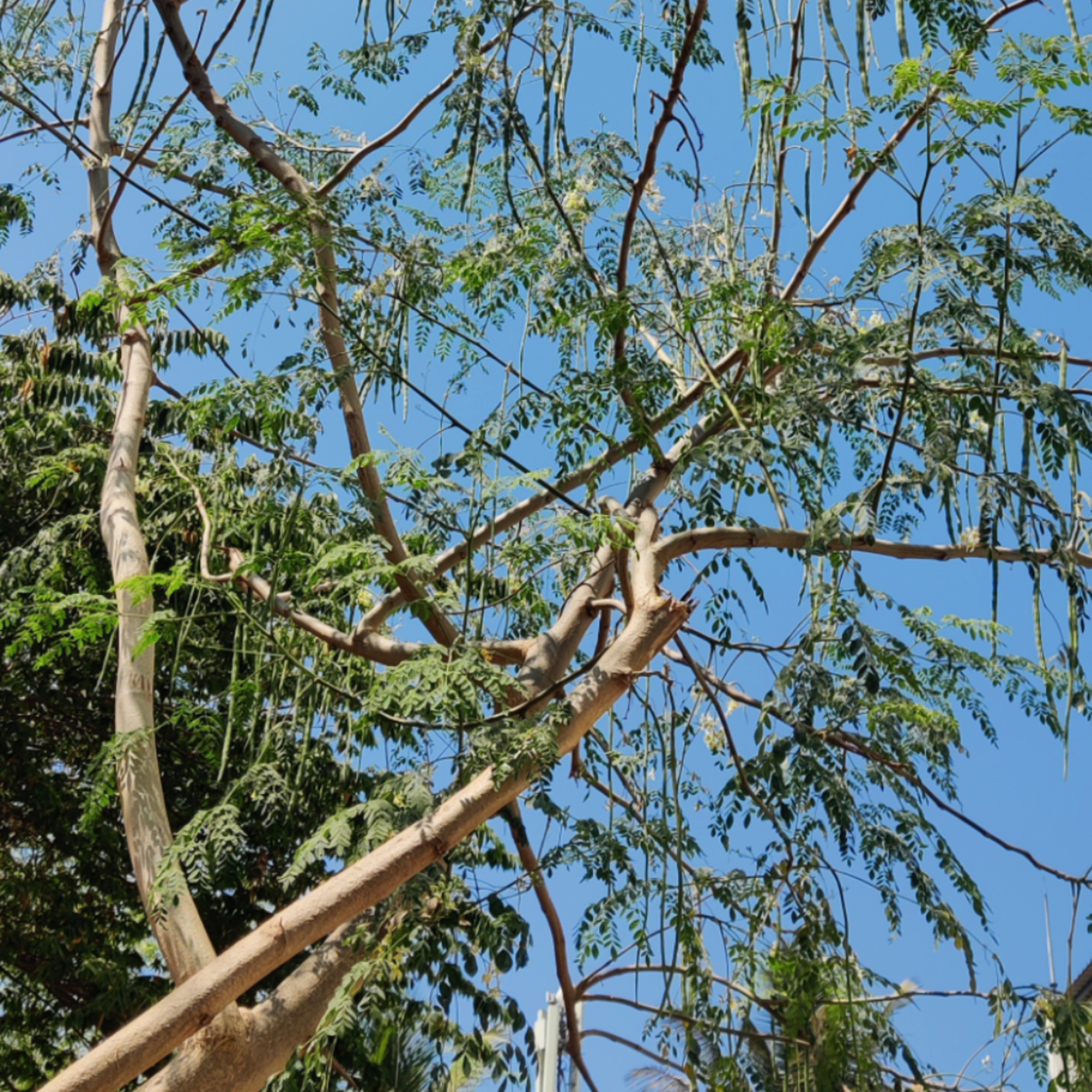 #7 - Moringa Tree / Moringa oleifera  episode artwork