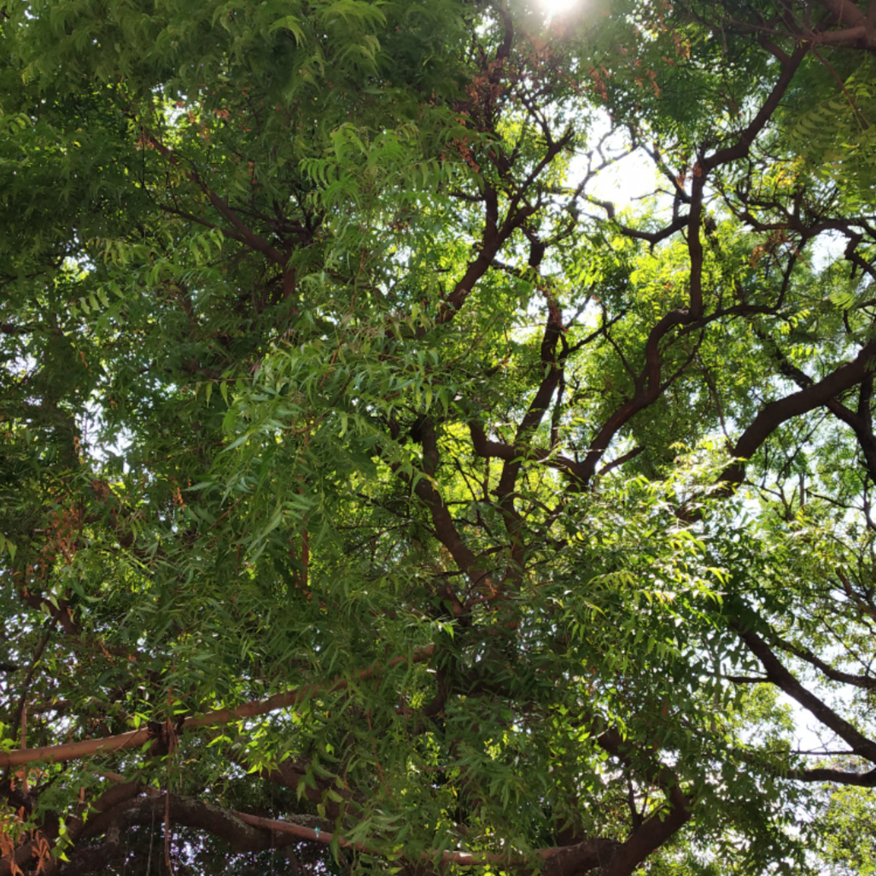 #8 - Neem Tree / Azadirachta indica  episode artwork