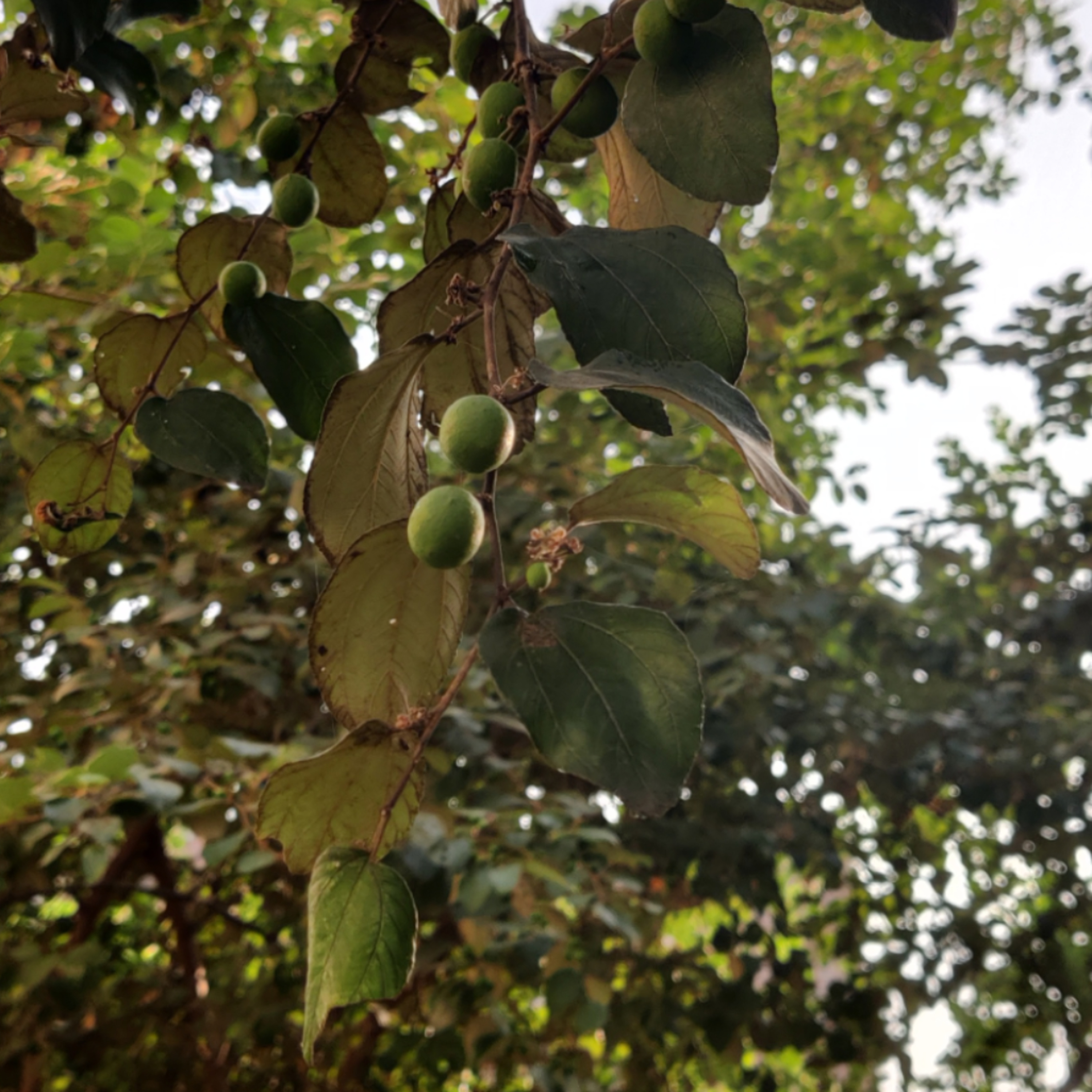 #10 - Ber Tree / Ziziphus mauritiana episode artwork