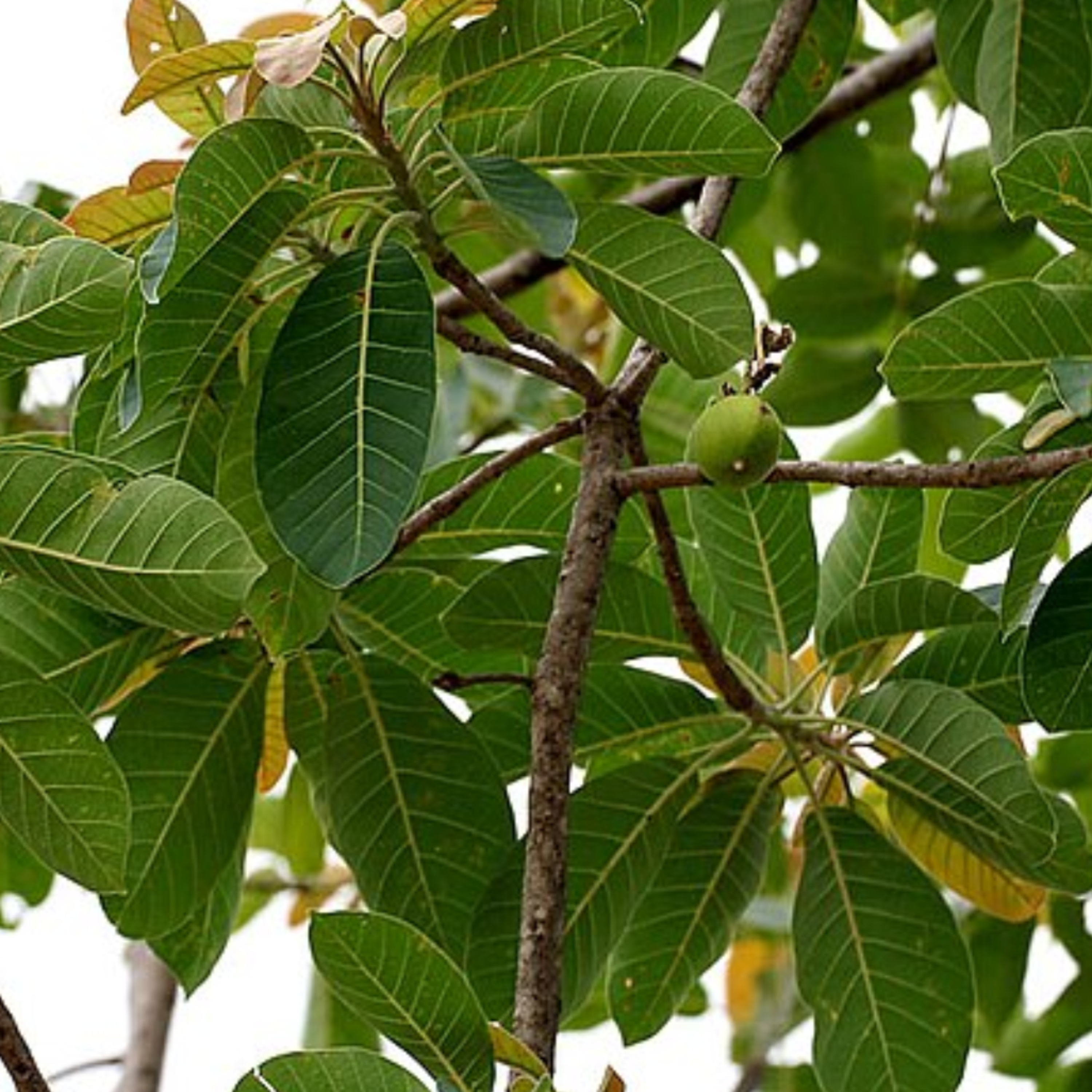 #12 - Mahua Tree / Madhuca longifolia  episode artwork
