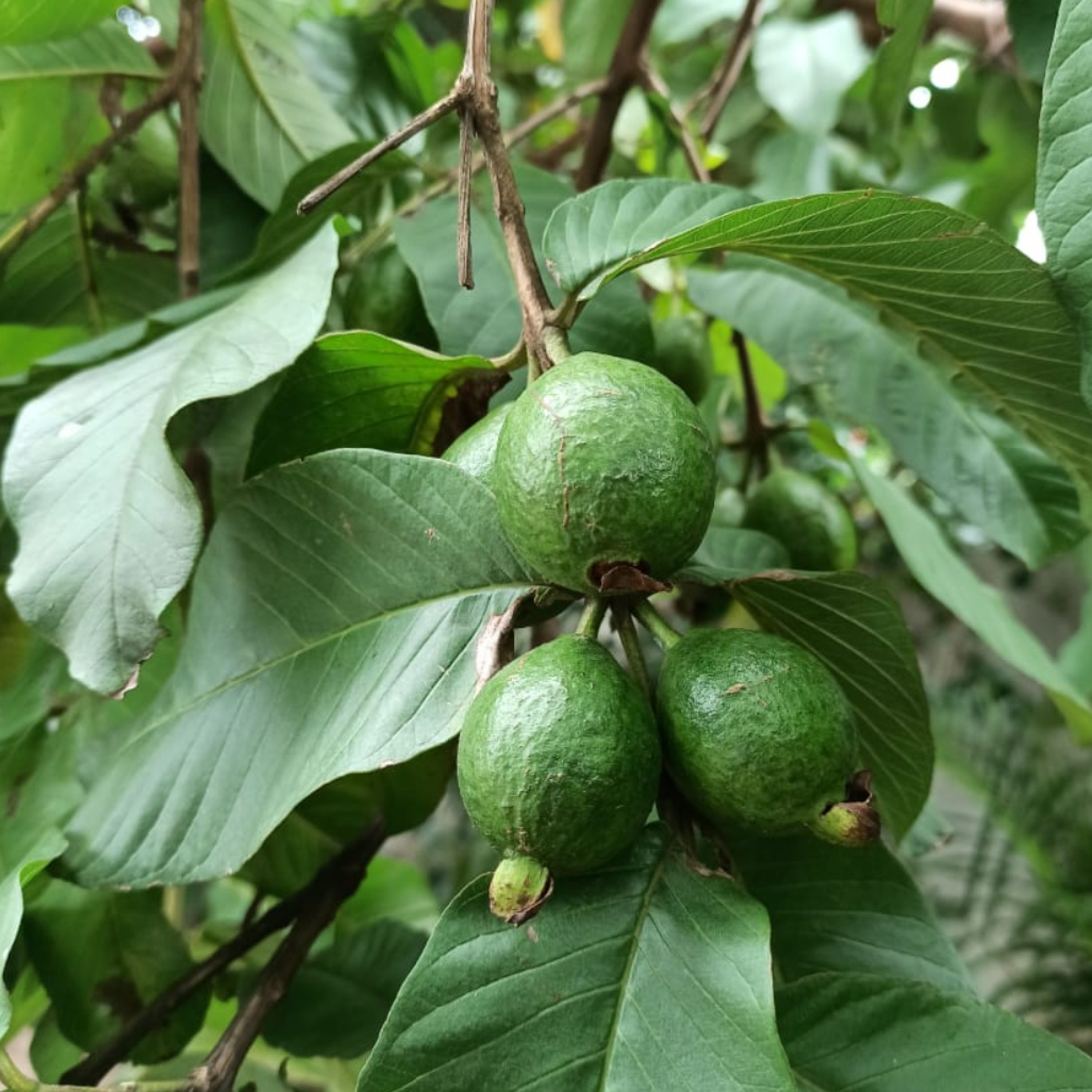 #13 - Guava Tree / Psidium guajava  episode artwork