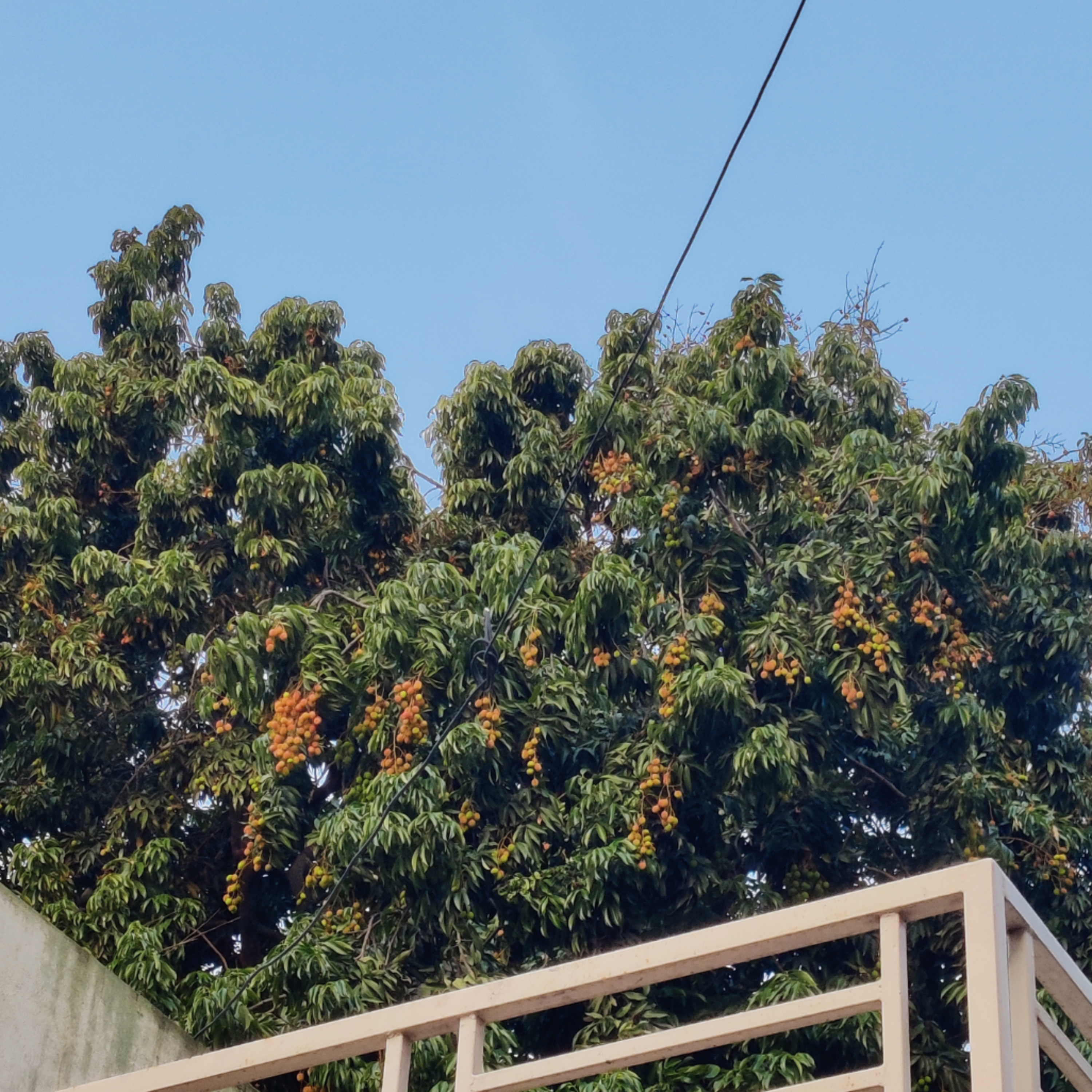 #14 - Lychee Tree / Litchi chinensis 