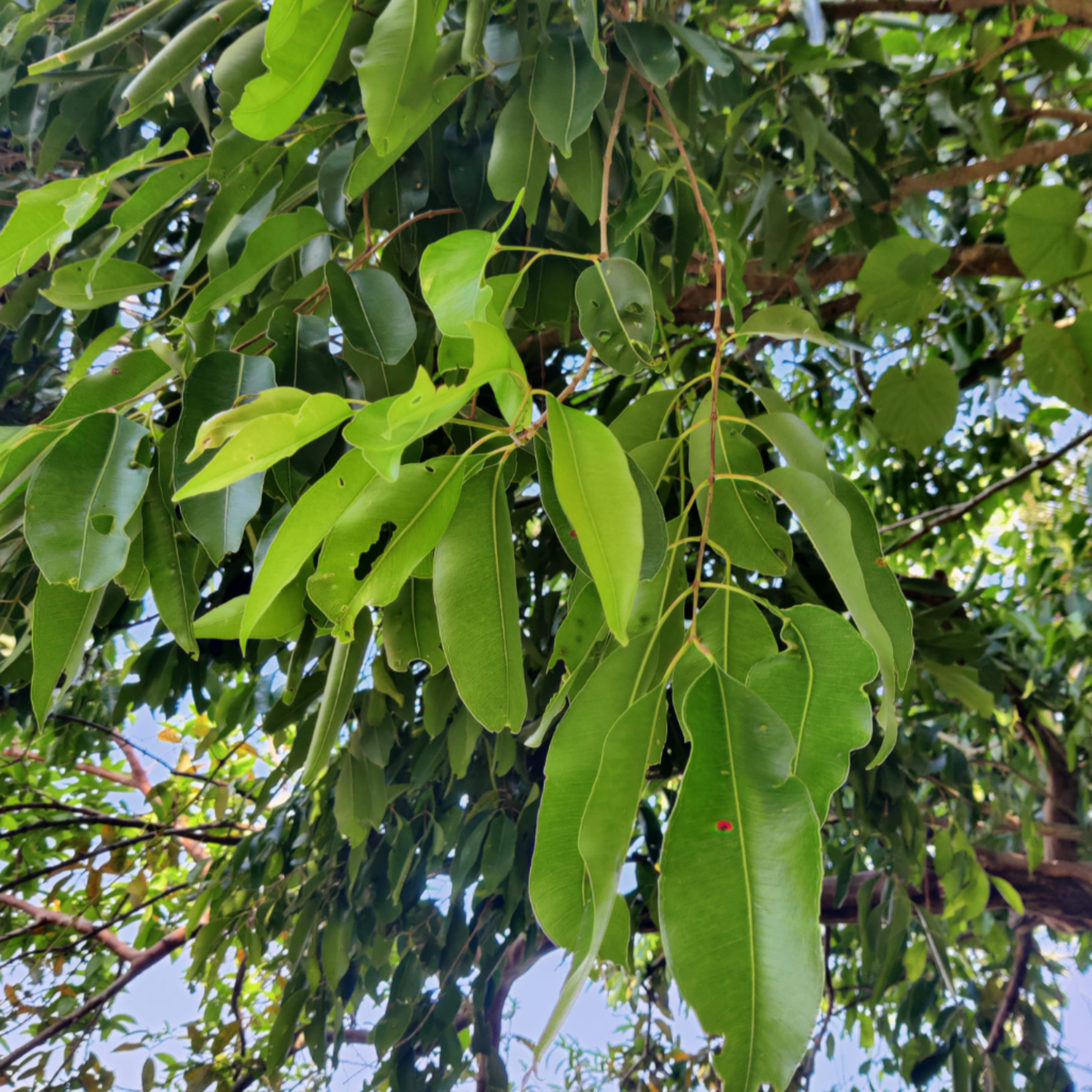 #16 - Jamun Tree / Syzygium cumini 
