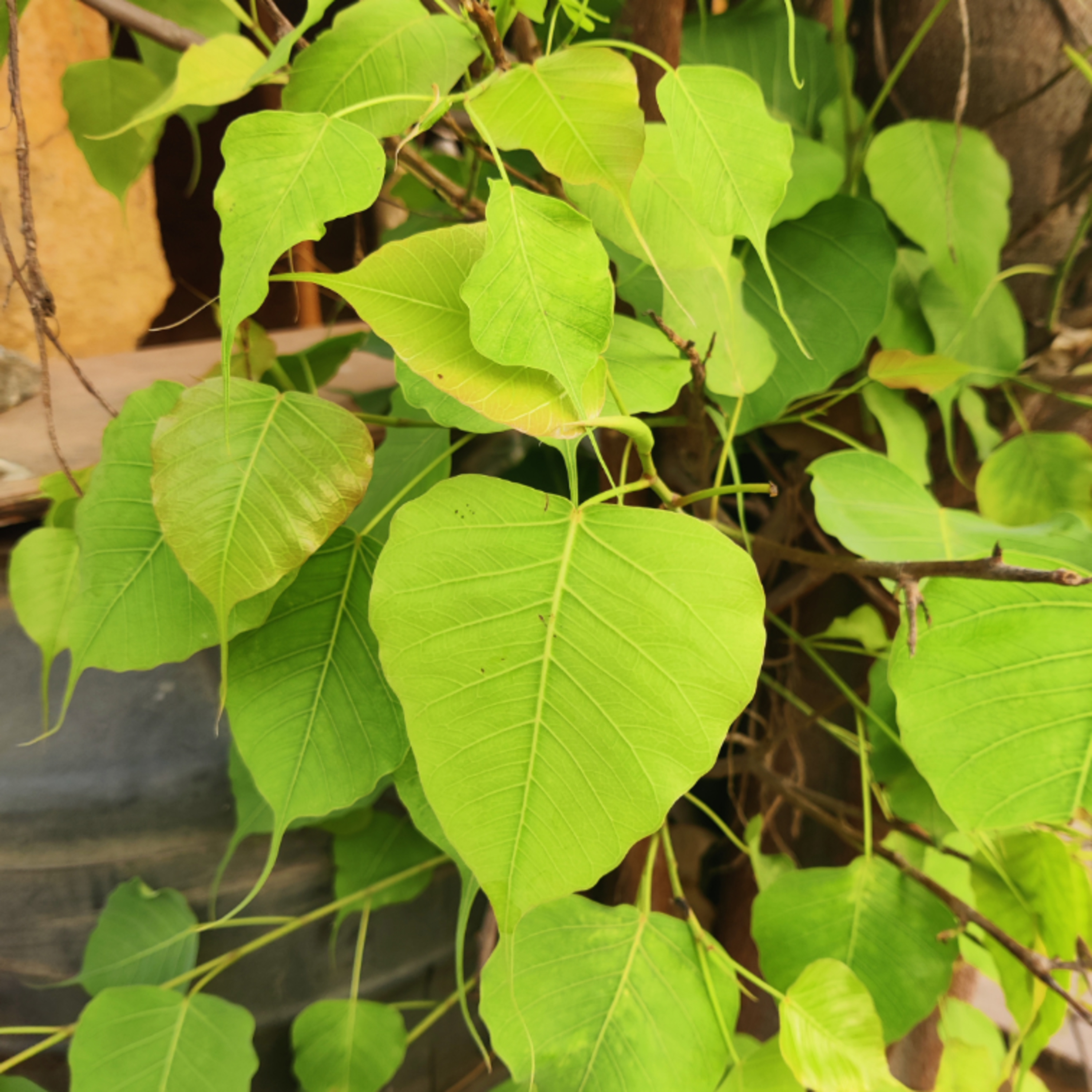 #18 - Peepal Tree / Ficus religiosa  episode artwork