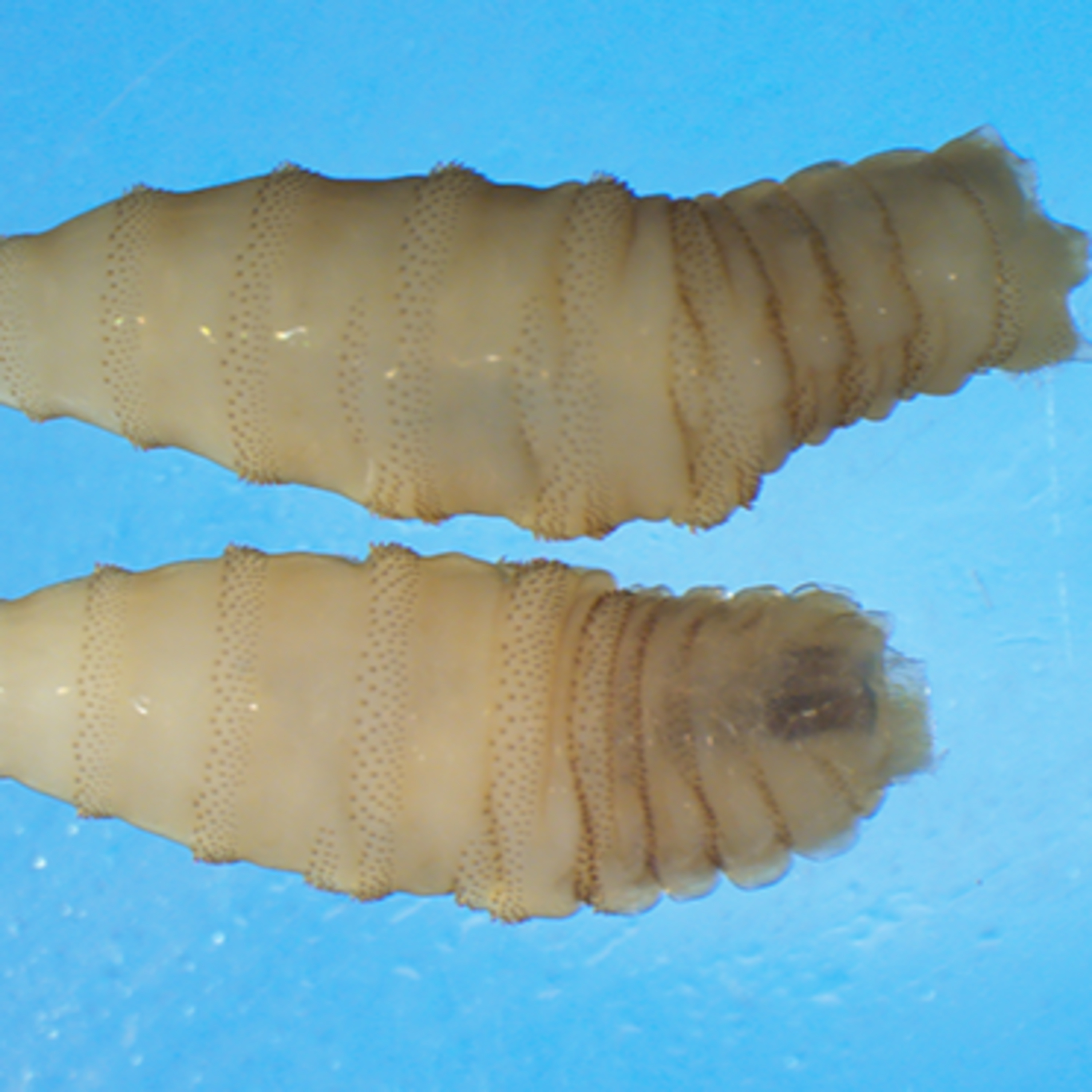 Exploring The New World screwworm