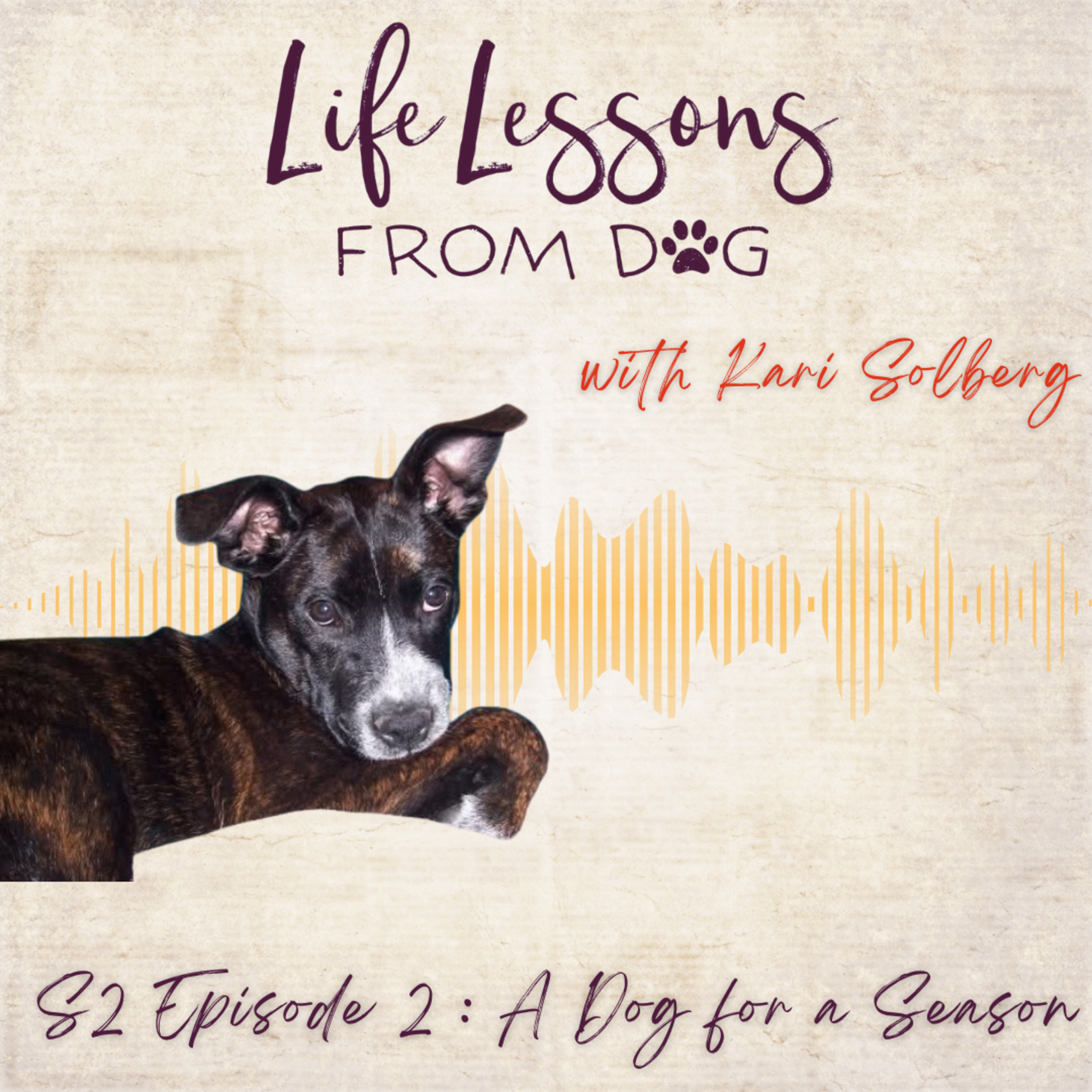 A Dog for a Season — Remembering Bailey episode artwork