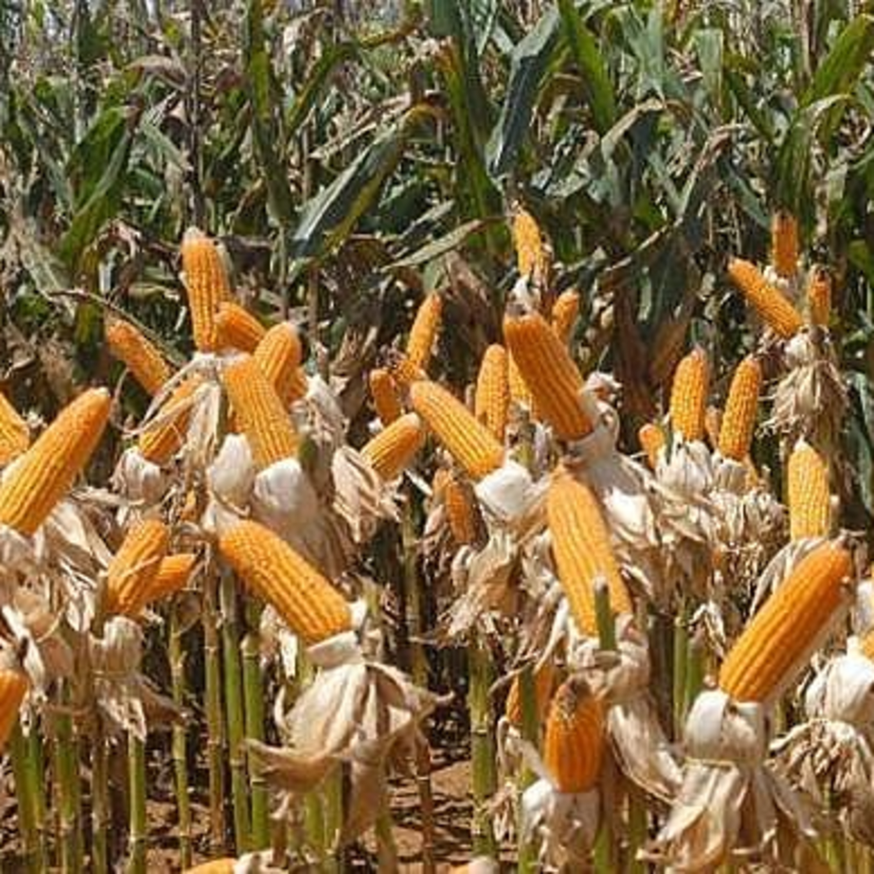 20 anos da Lei dos Transgênicos: impactos e desafios para a soberania alimentar