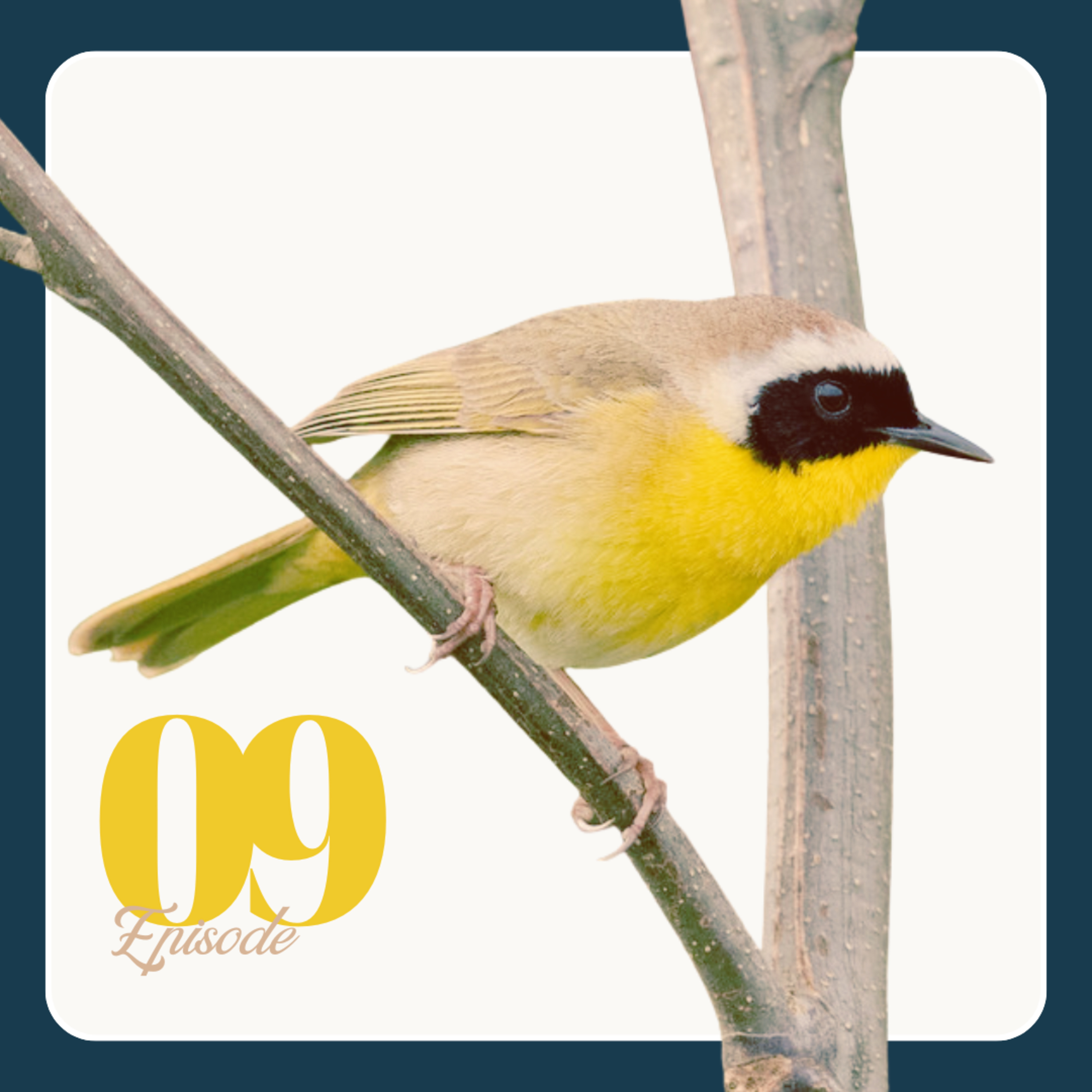 Wilder Insights with Mike Bryden