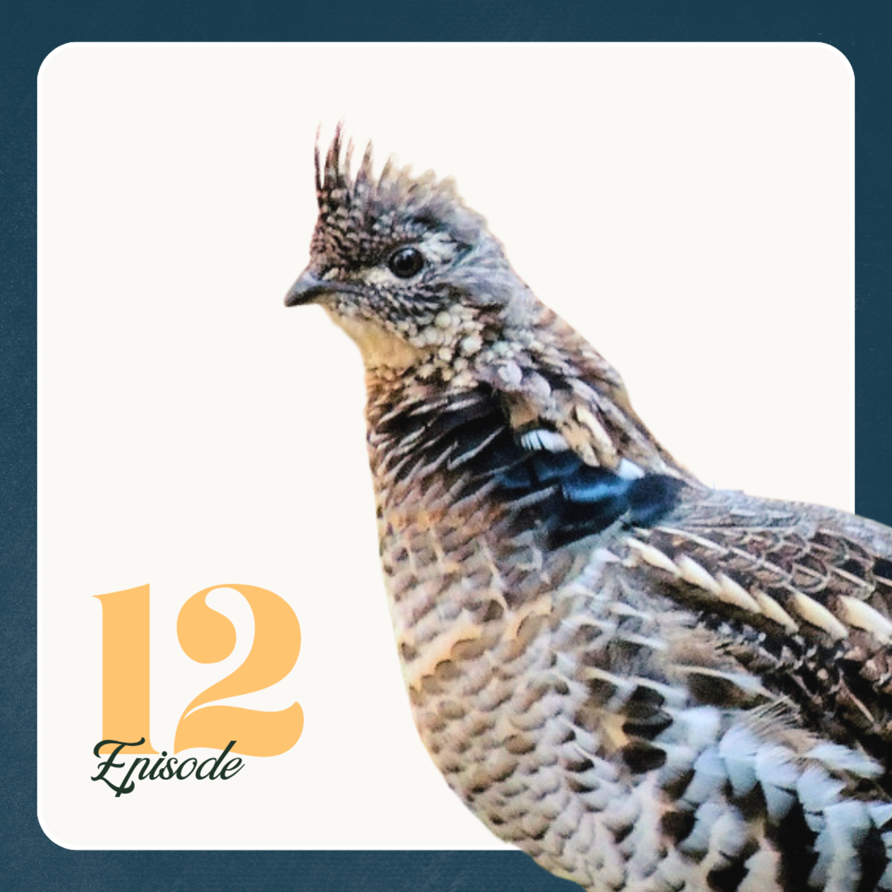 Thunder in the Underbrush: The Importance of Grouse Conservation with Skye Irwin | Ep 12