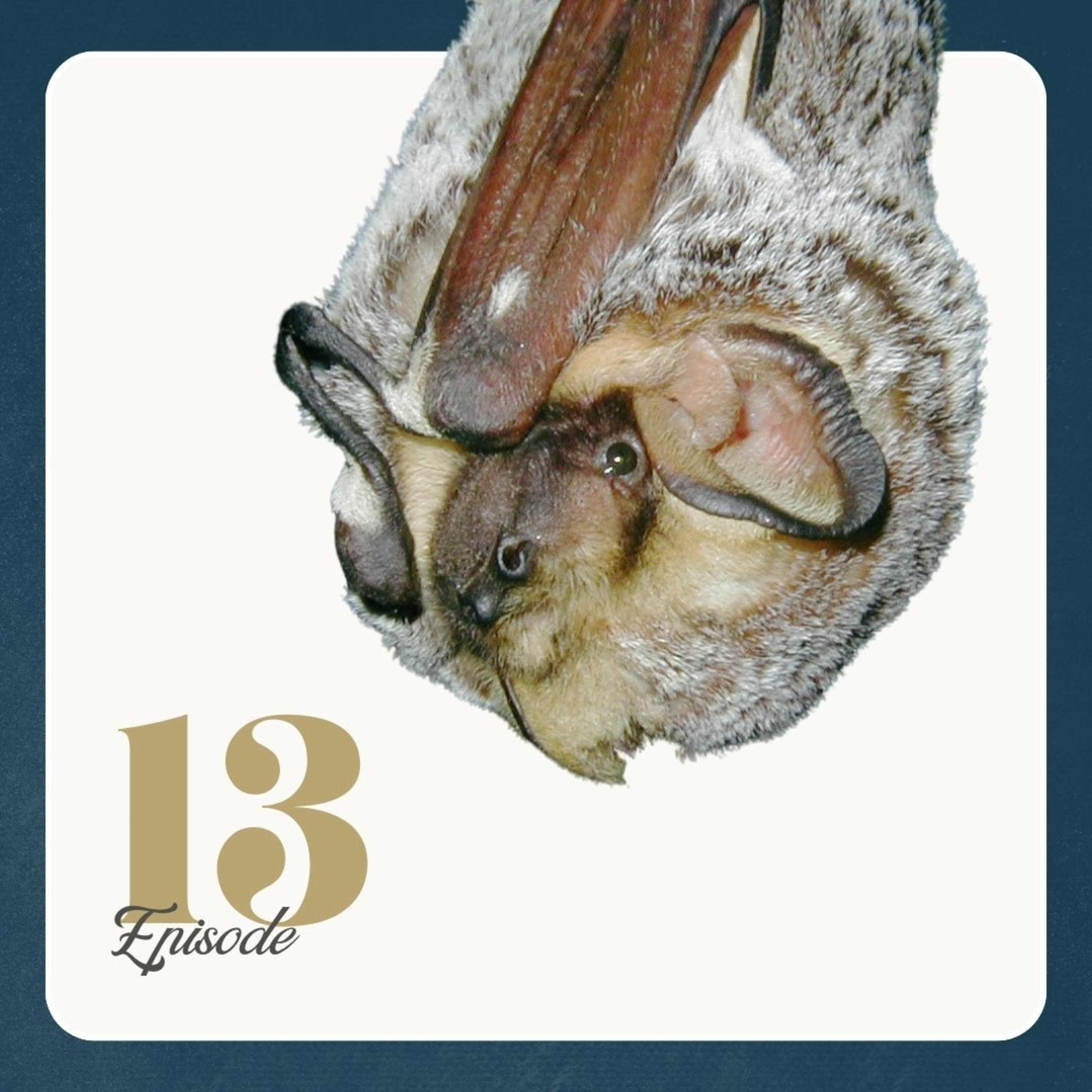 The Night Shift: Talking Bats in BC with Tina Watters | Ep 13