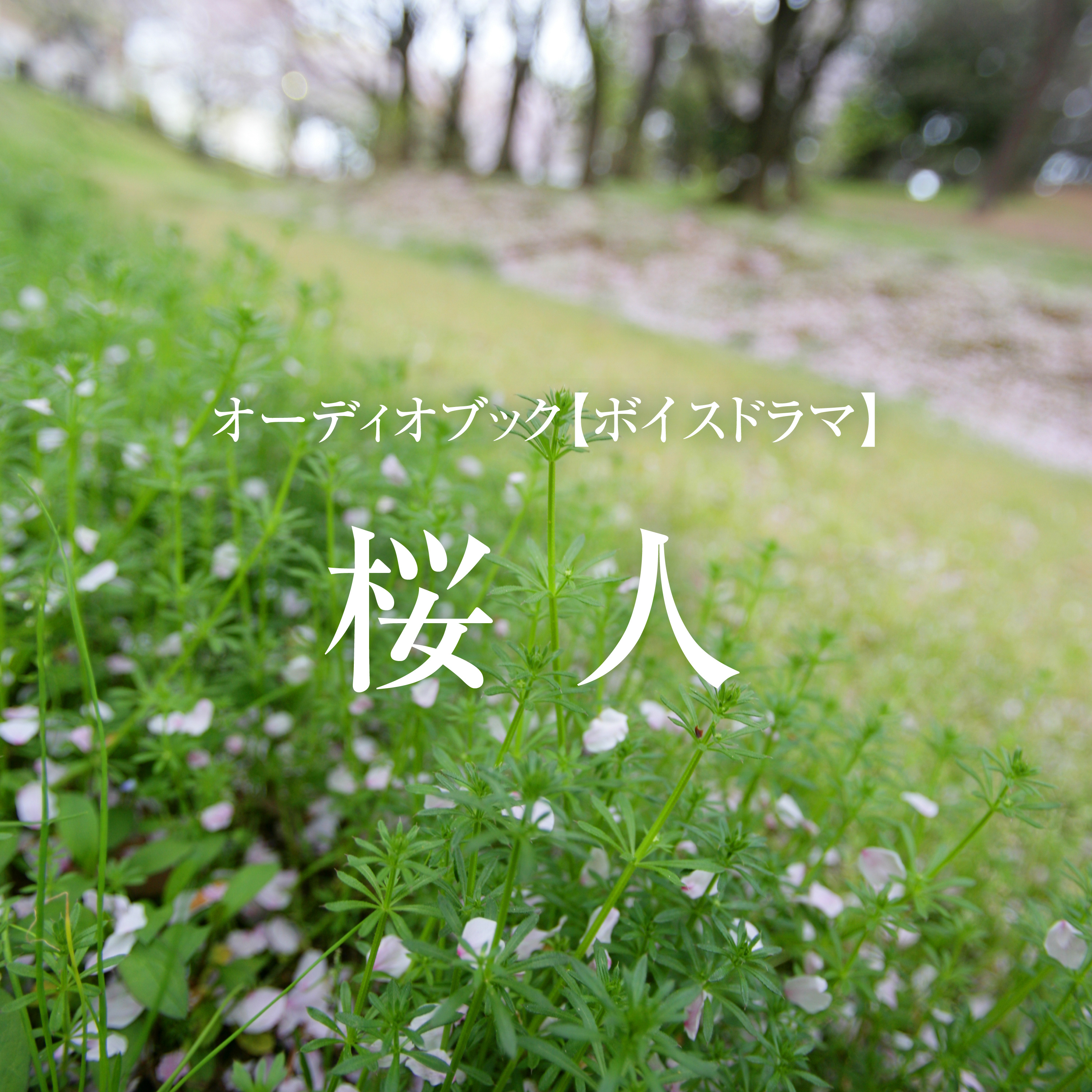 ボイスドラマ「桜人」 episode artwork