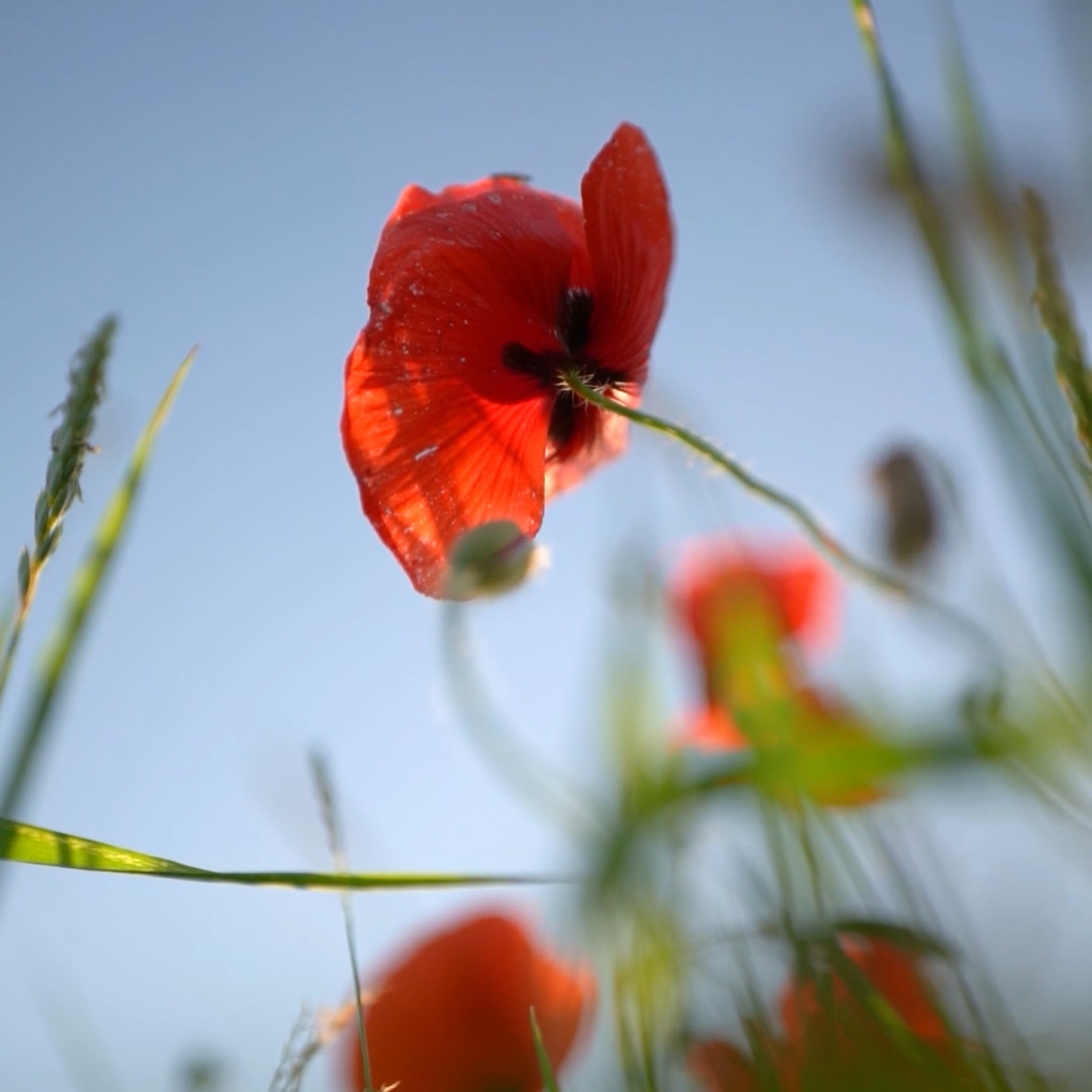 Frieda Bruhn • Perspektiven und Impulse