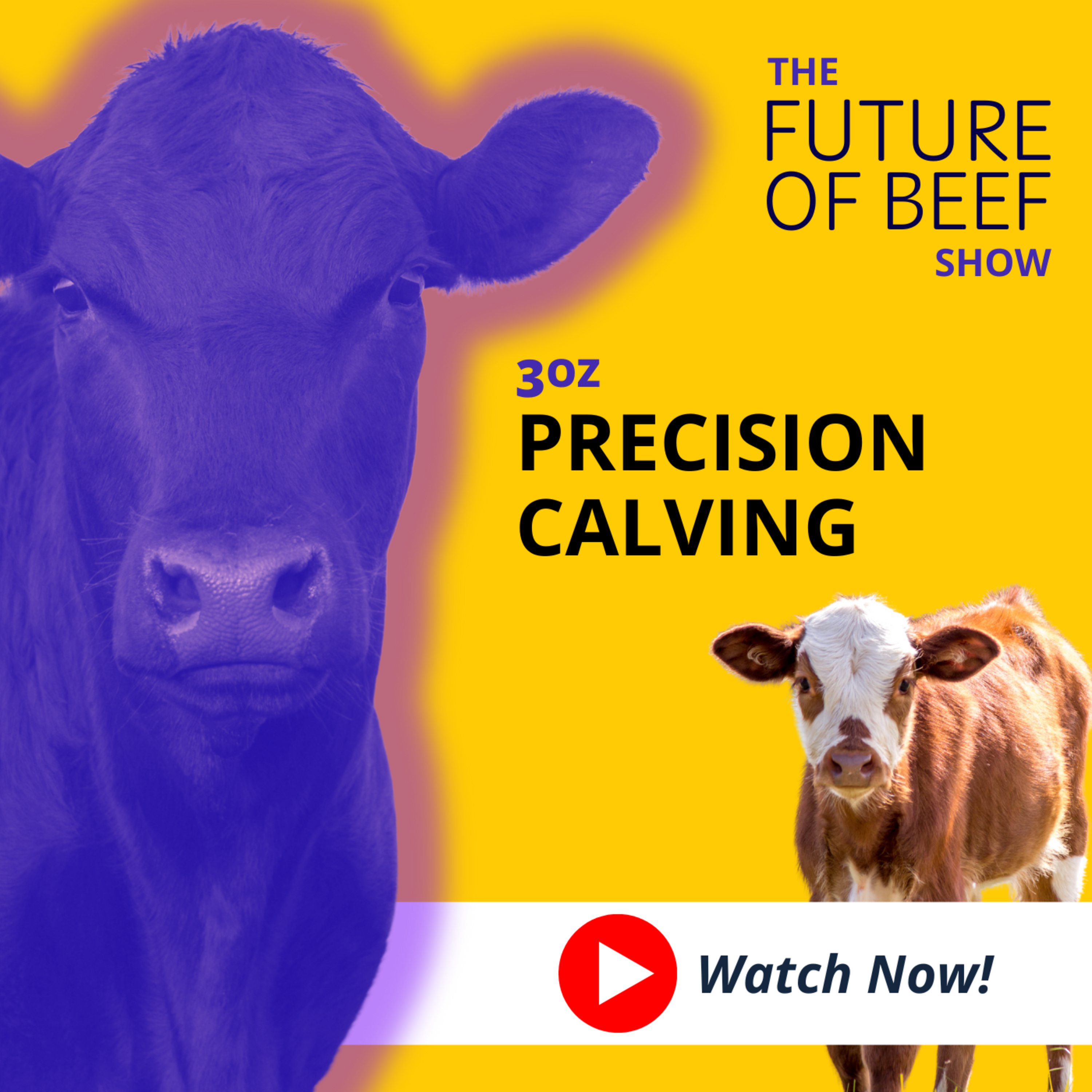 The Future of Beef