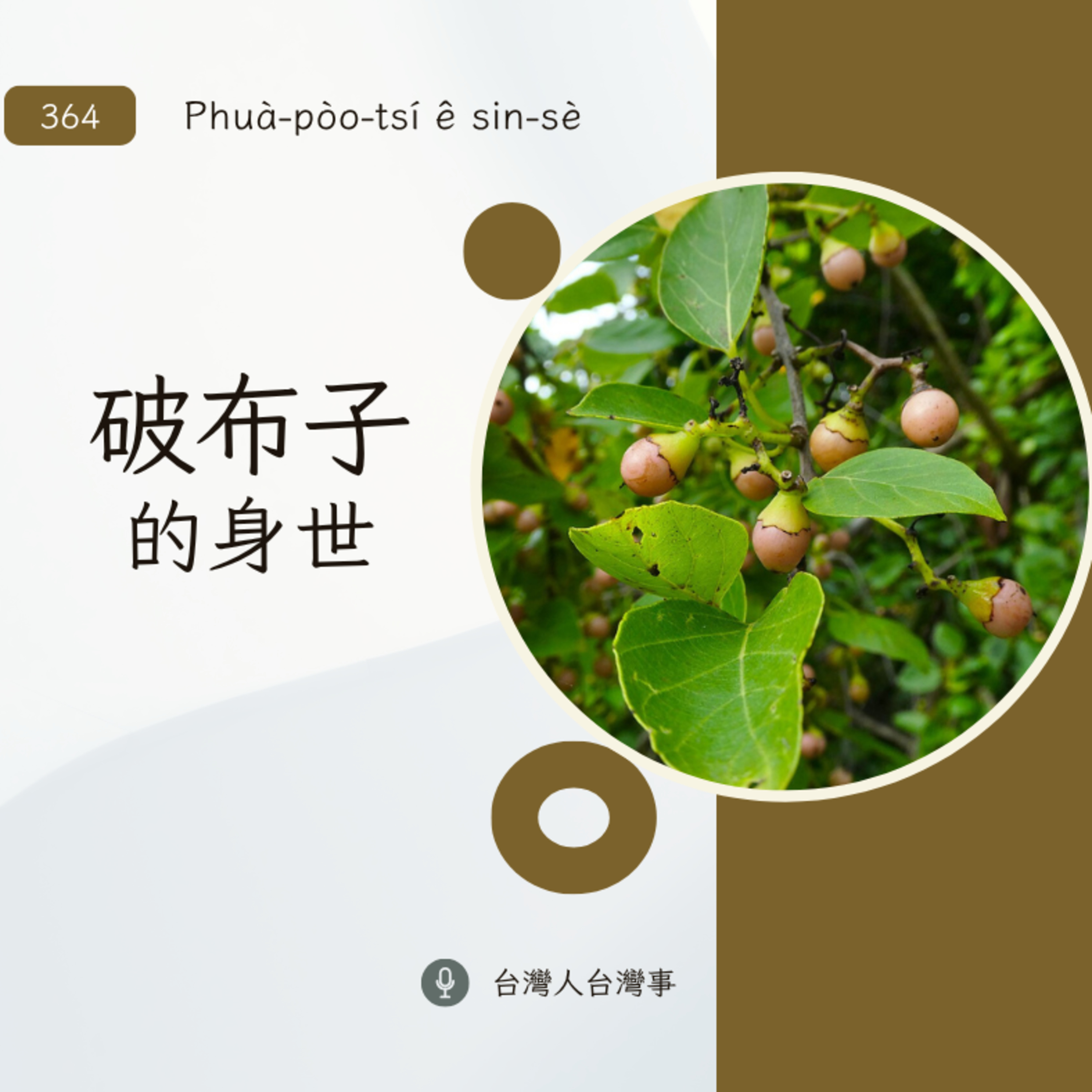 364 破布子的身世