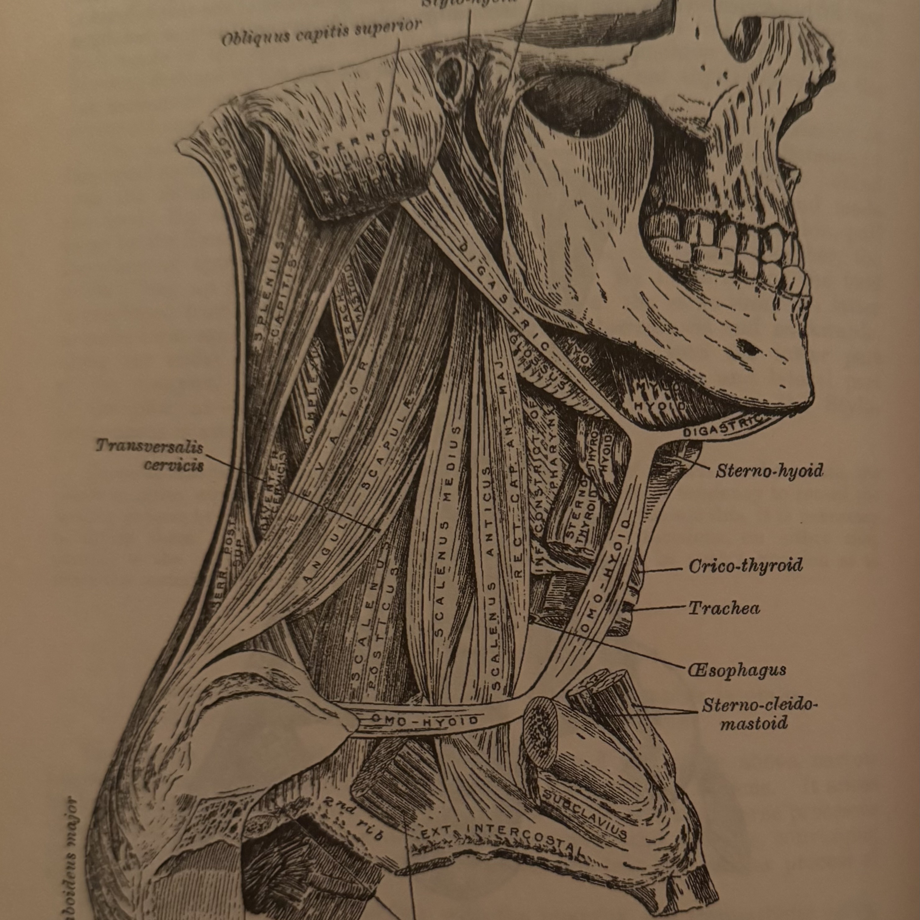 Throat Armoring: Surviving Silence, Finding the Words | Trauma and Body Memory Poetry episode artwork